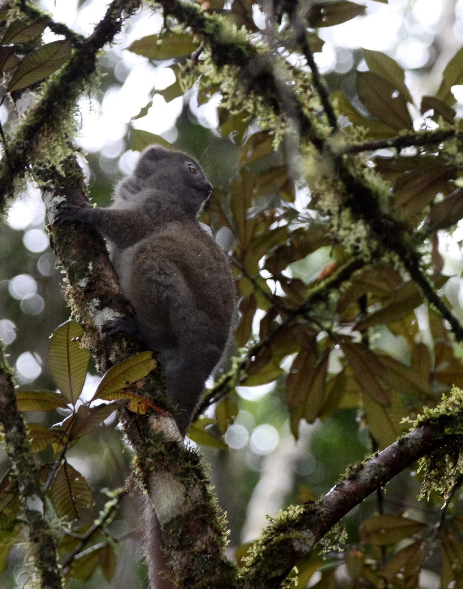 LEMURIDAE - Hapalemur griseus griseus - EASTERN LESSER GRAY BAMBOO LEMUR - ANDISABE NATIONAL PARK MADAGASCAR (59).JPG