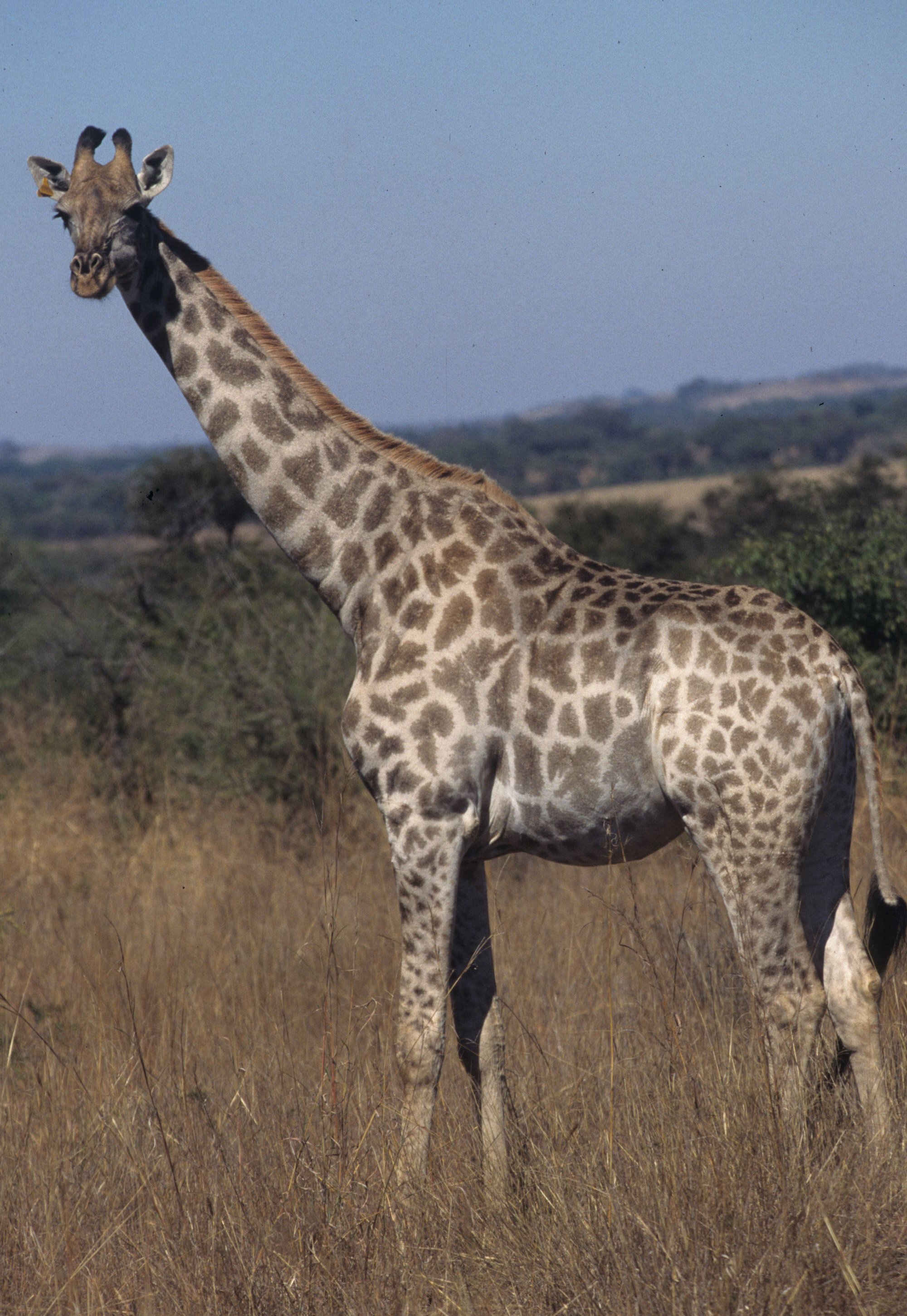 GIRAFFE-SOUTHERN - KRUGER 7.jpg