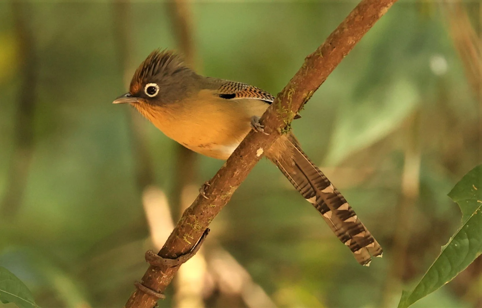 BARWING - SPECTACLED BARWING - Actinodura ramsayi - DOI LANG EAST DOI PHA HOM POK NP, DECEMBER 2021 (18).jpg