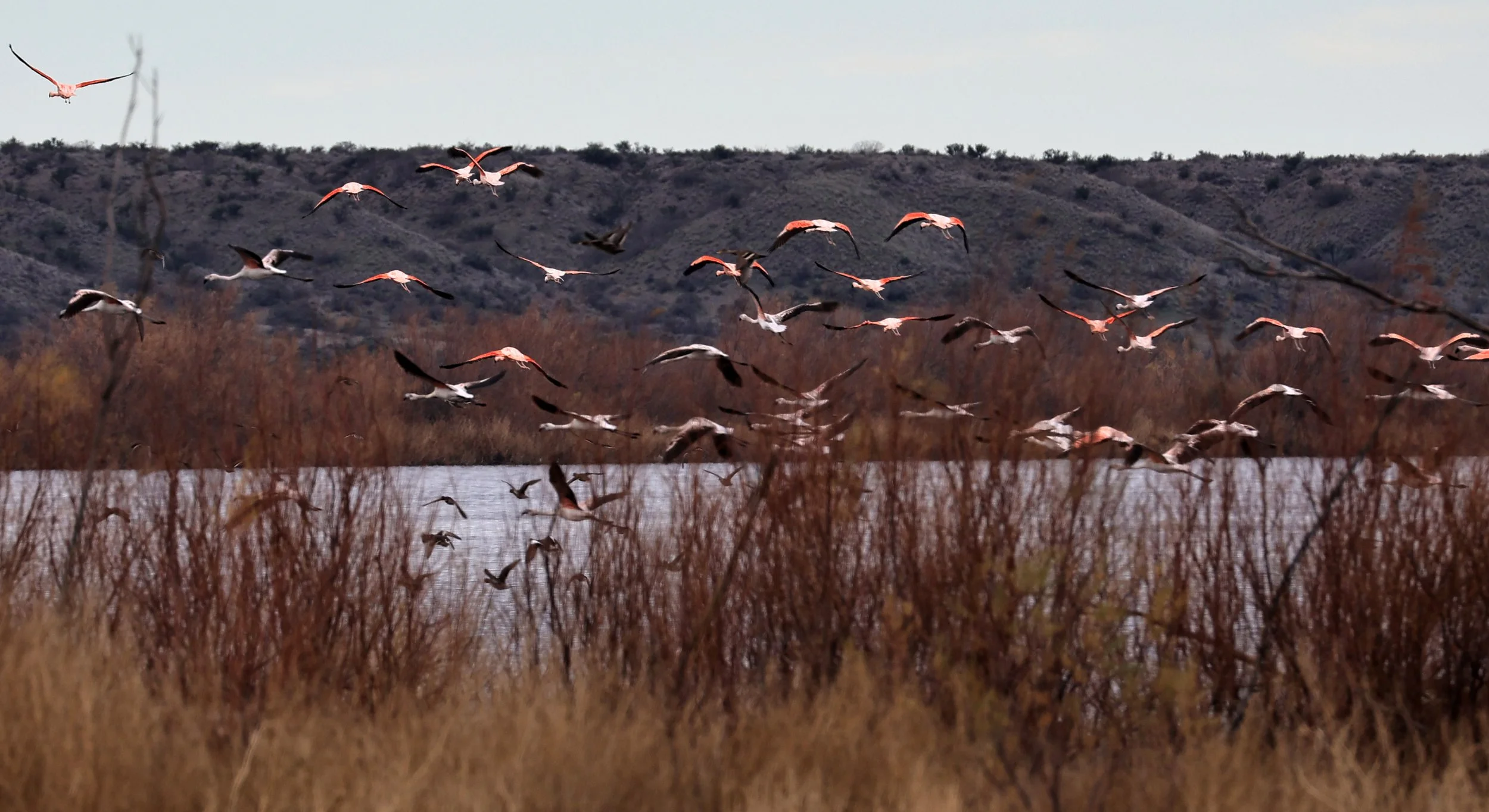 Chilean Flamingo (Phoenicopterus chilensis) Lagunas del Ornitólogo, Trelew Argentina (62).jpg