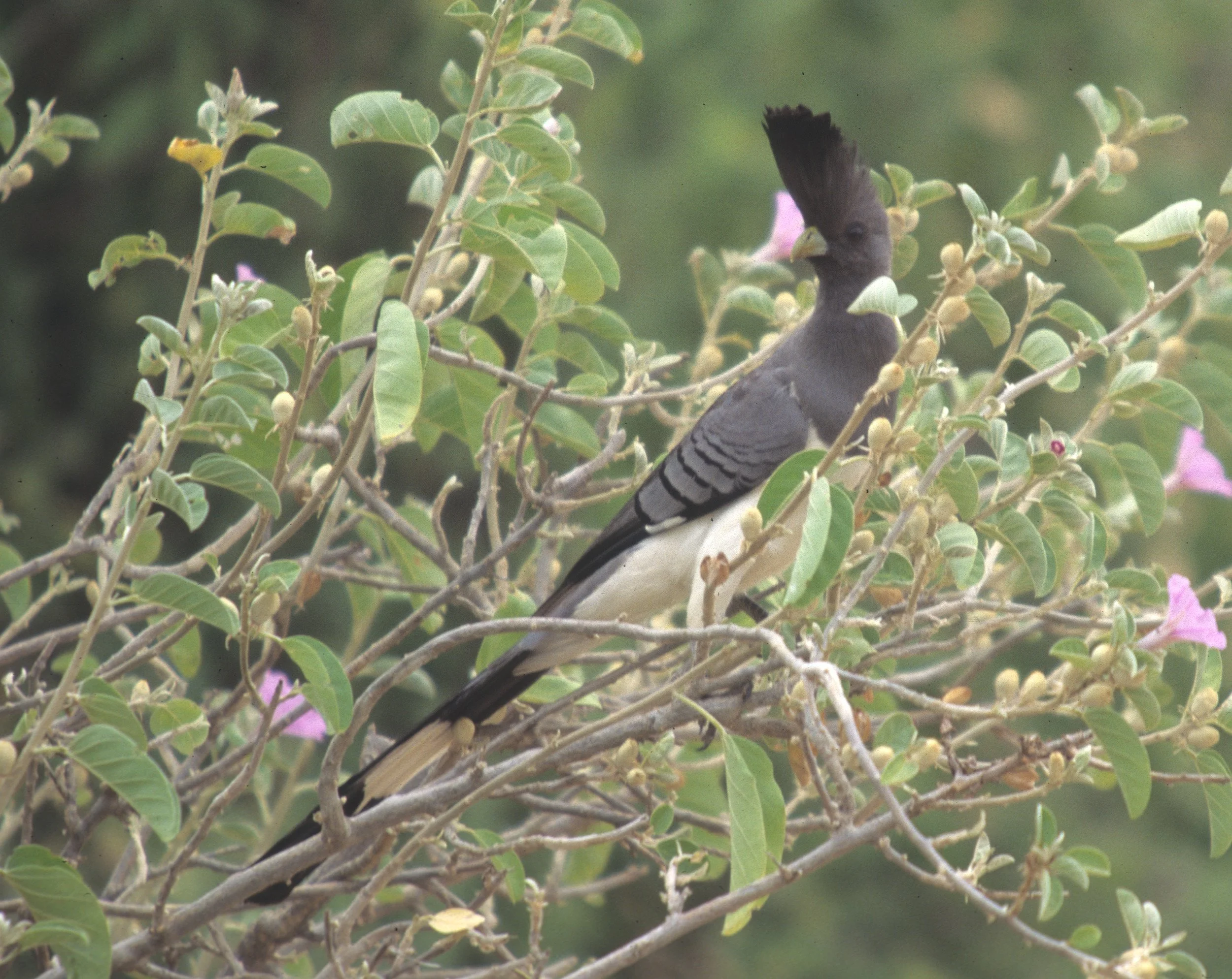 BIRDS - GO AWAY - WHITE BELLIED - UGANDA.jpg