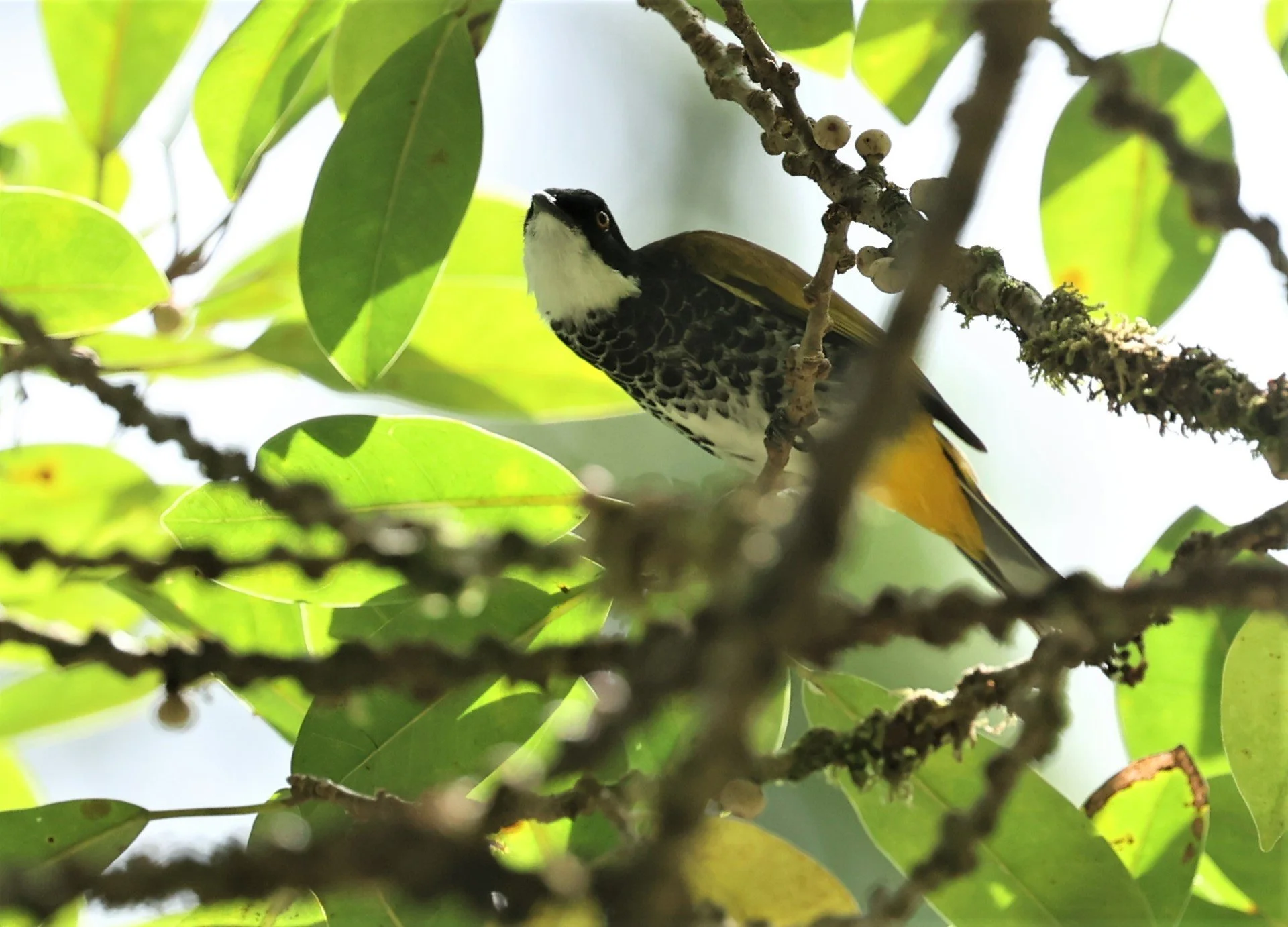 BULBUL - SCALY-BREASTED BULBUL - Ixodia squamata - HALA BALA WILDLIFE SANCTUARY APRIL 2022 (44).jpg