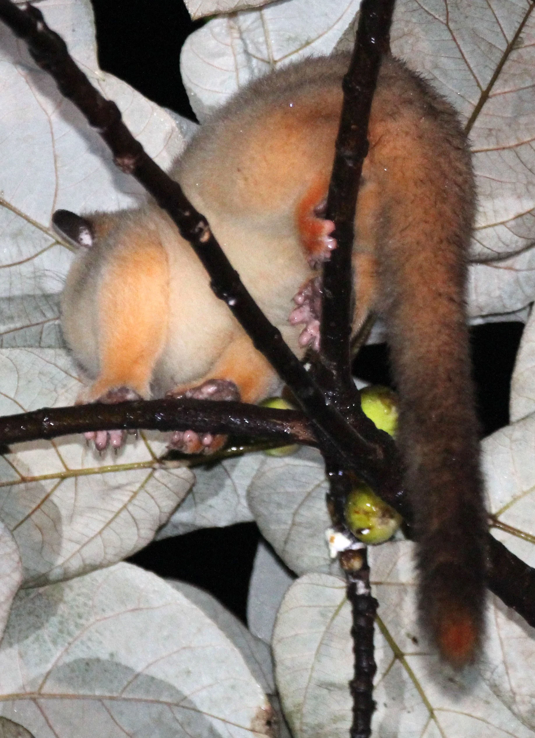 Arctogalidia trilineata - Javan Small-toothed Palm Civet - HALIMUN NATIONAL PARK JAVA BARAT INDONESIA (2).JPG