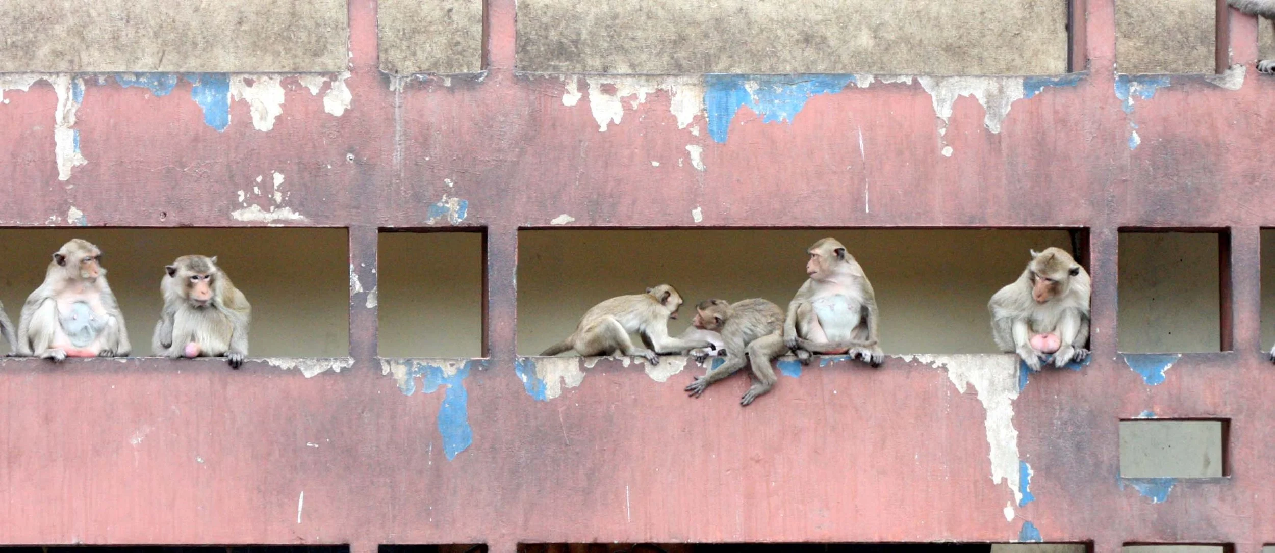 2008 Lopburi Road Trip with Macaques and Temples (36).JPG