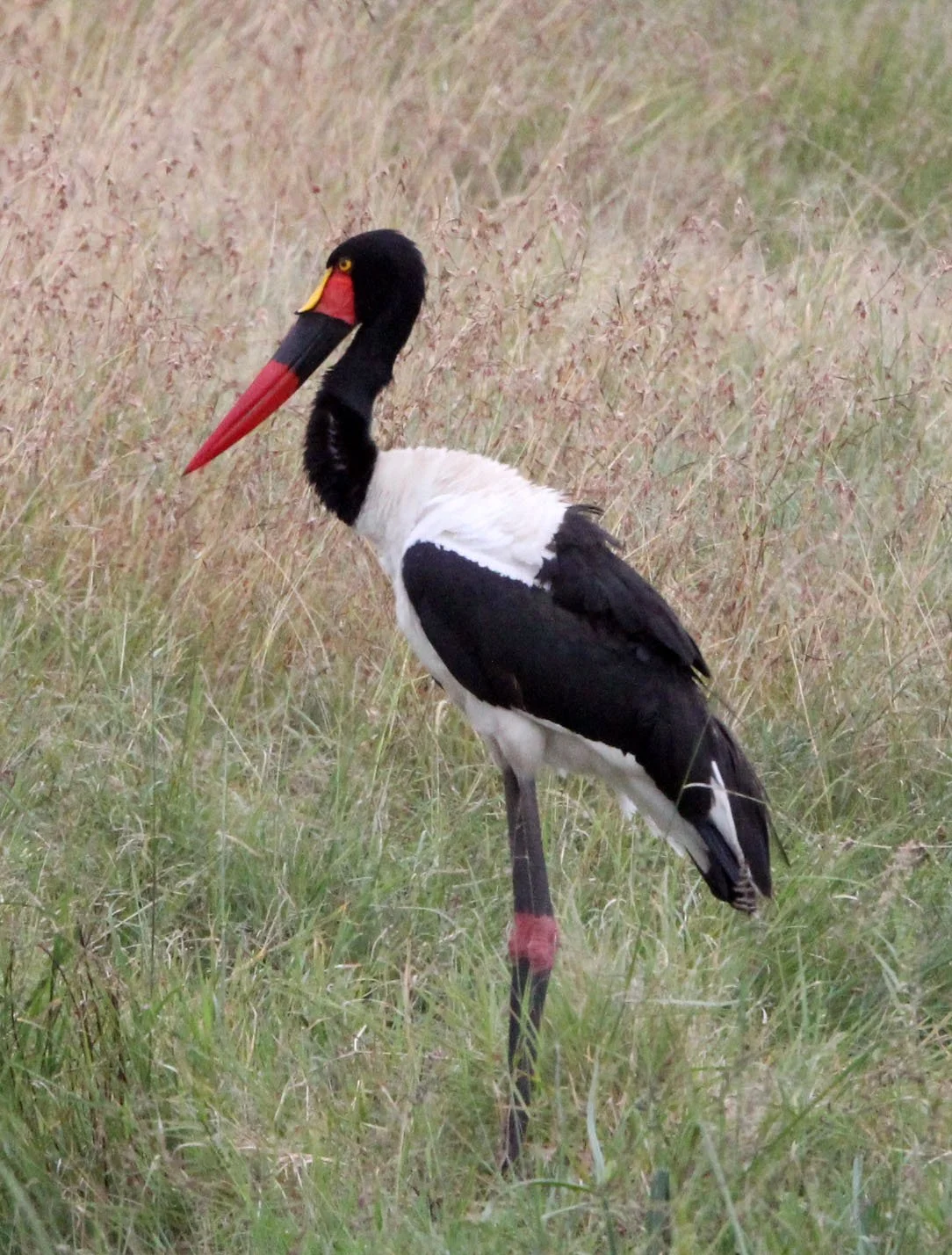 STORK - SADDLE-BILLED STORK - Ephippiorhynchus senegalensis - MASAI MARA NATIONAL PARK KENYA (2).JPG