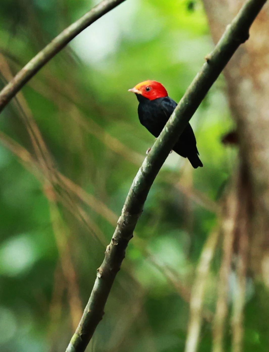 Manakin - Red-headed Manakin - Ceratopipra rubrocapilla - Illeus, Bahia Brazil, Una Township Area (11).JPG