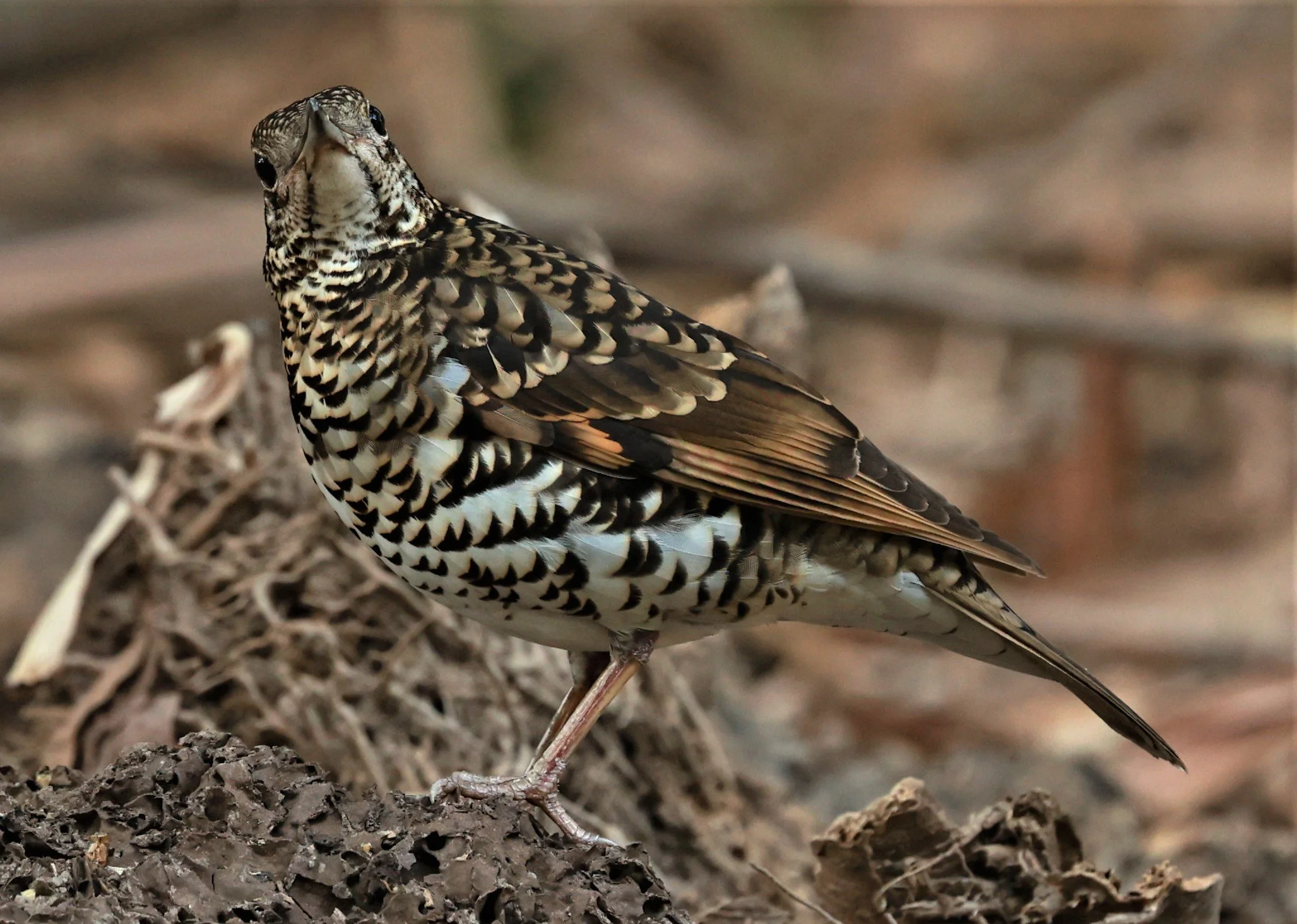 White's Thrush (Zoothera aurea) Putthamonthon Park Nakhon Pathom Thailand (102).jpg