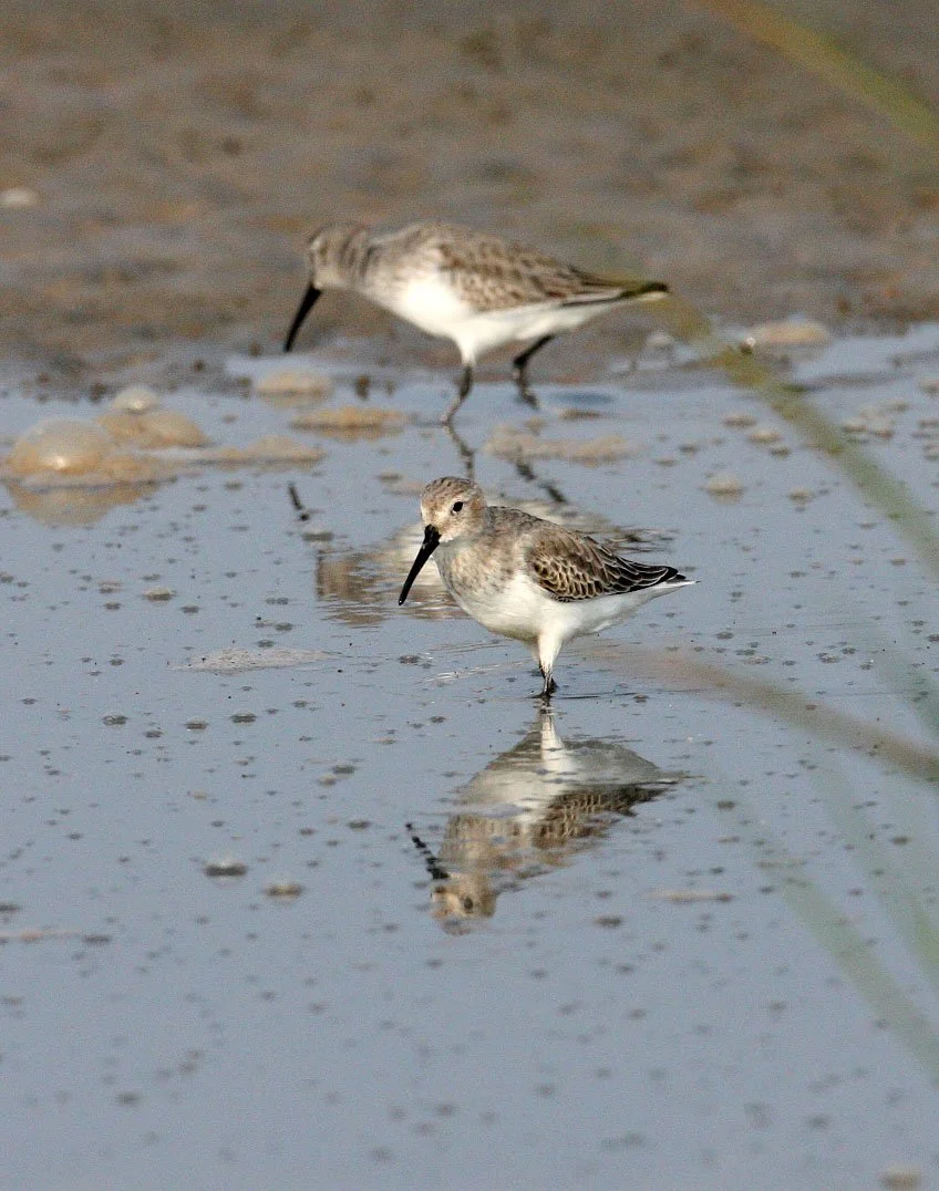 BIRD - DUNLIN -  NANKOU, RUDONG, CHINA (16).JPG
