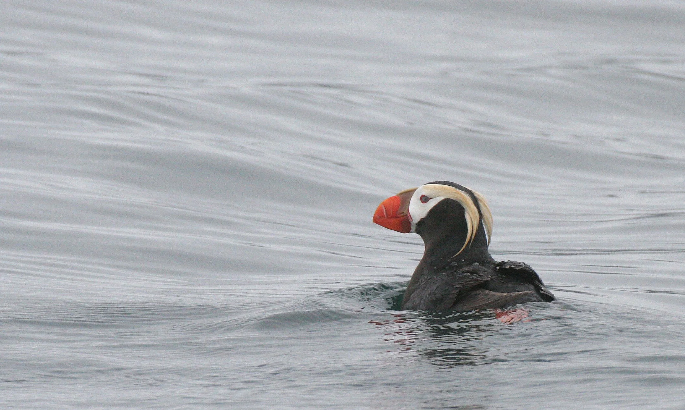 Fratercula cirrhata - TUFTED PUFFIN - COAST OF KAMCHATKA (55).jpg