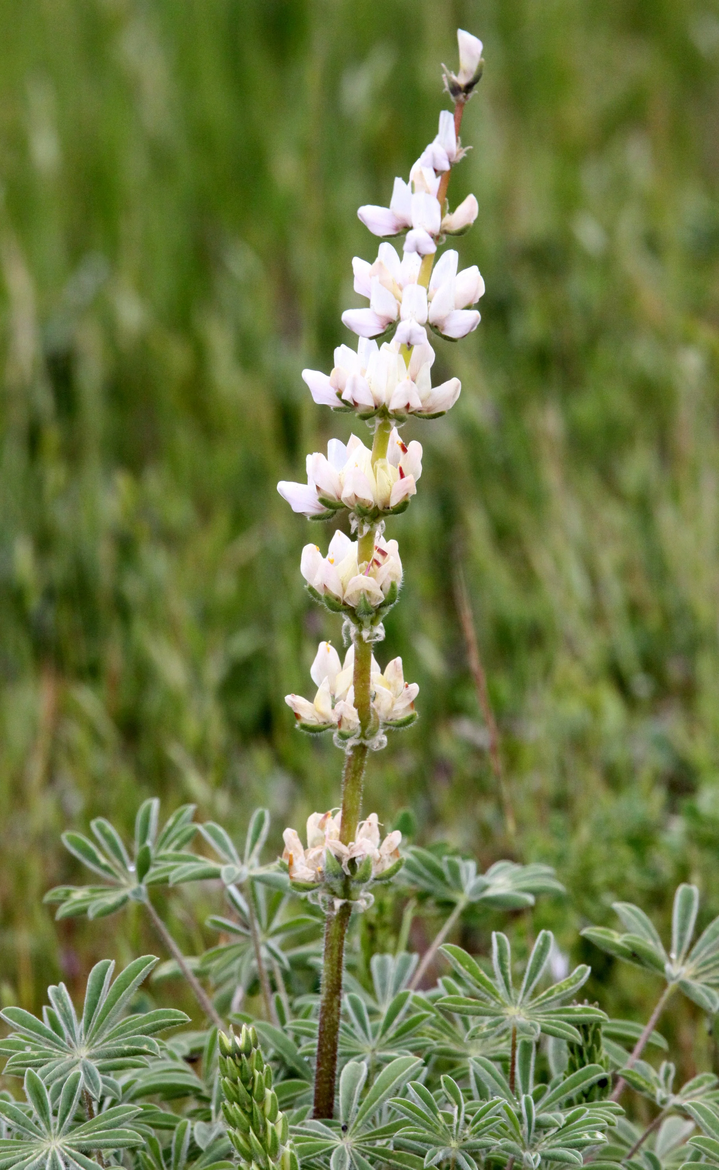 FABACEAE - LUPINUS SPECIES - PINNACLES NATIONAL MONUMENT CALIFORNIA (3).JPG