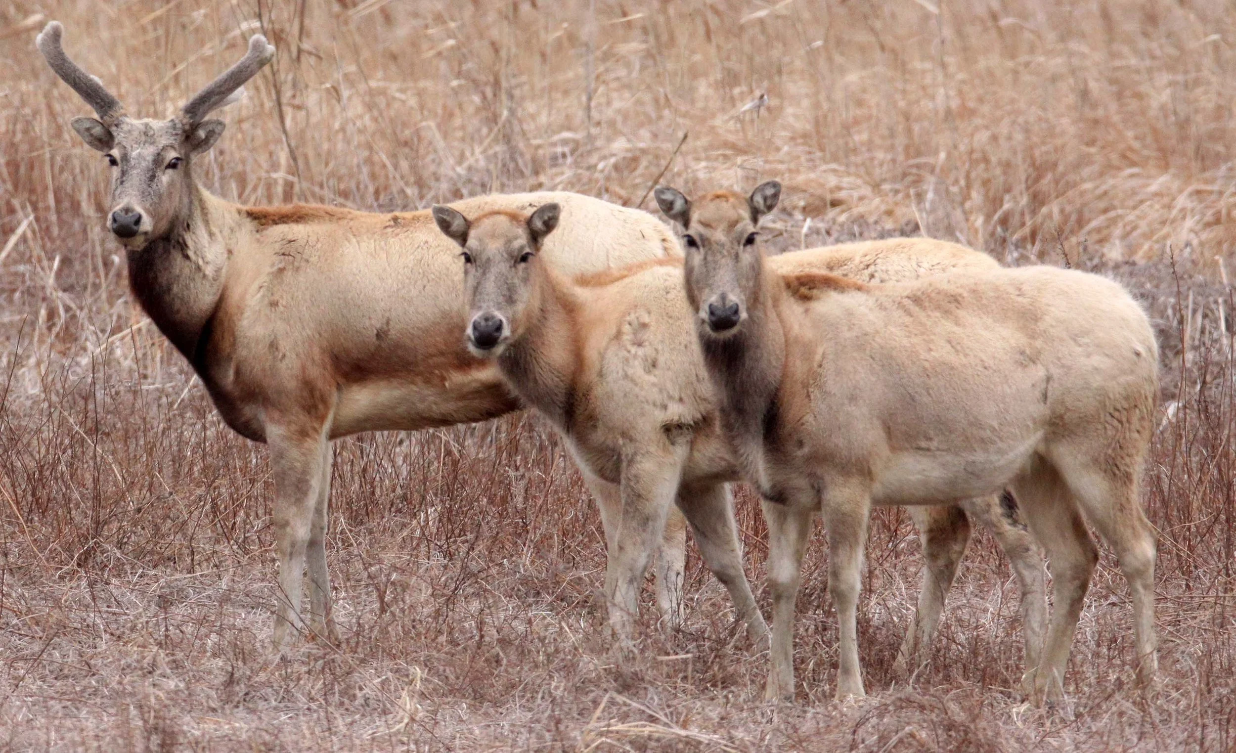 Elaphurus davidianus - PERE DAVID'S DEER- YANCHENG CHINA (20).JPG