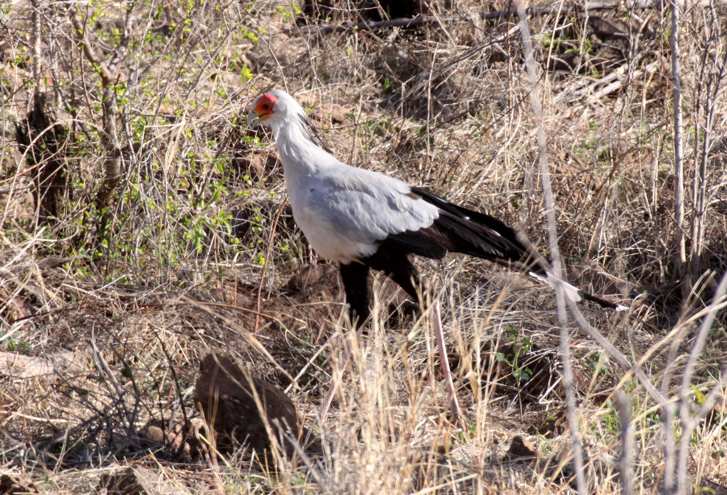 BIRD - SECRETARY BIRD - CHOBE NATIONAL PARK BOTSWANA.JPG