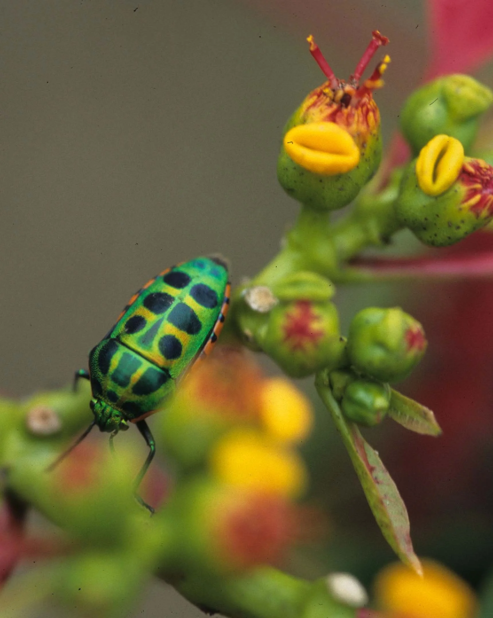 INVERTS - HEMIPTERA - SHIELD BUGS - UGANDA (3).jpg