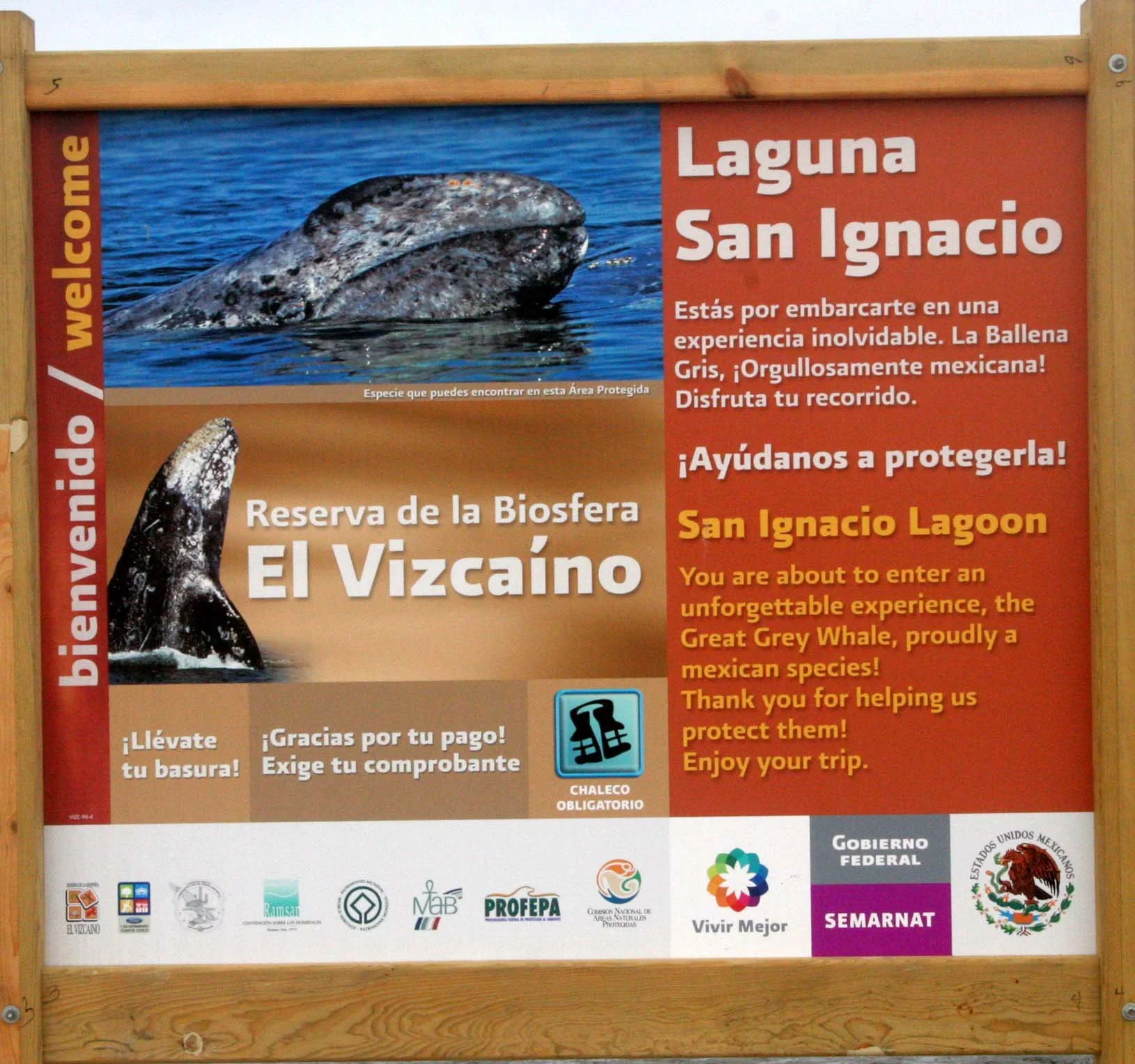 SAN IGNACIO LAGOON BAJA MEXICO - NATIONAL PARK (2).JPG