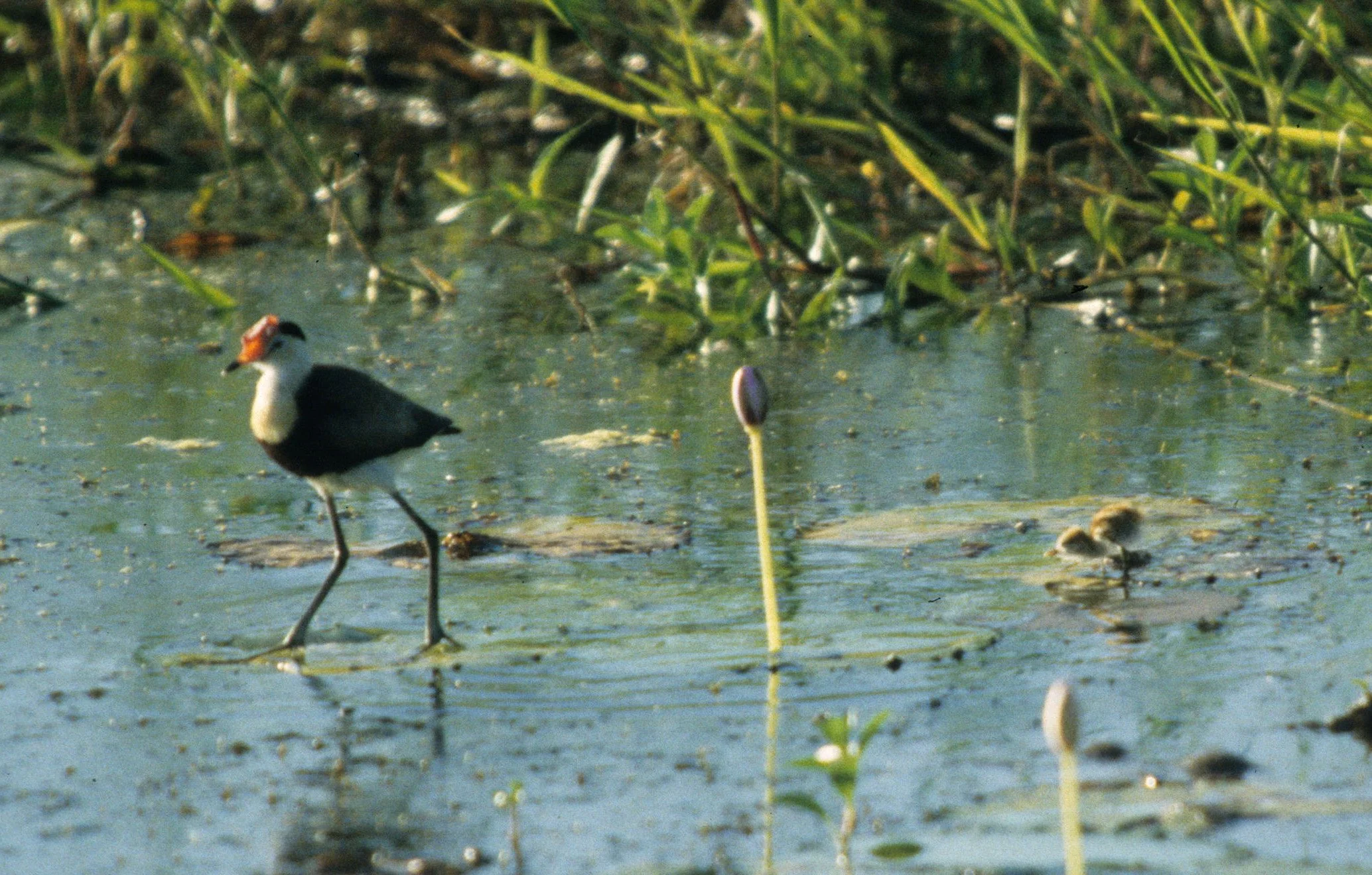 BIRD - JACANA - COMB-CRESTED JACANA - KAKADU NP B.jpg