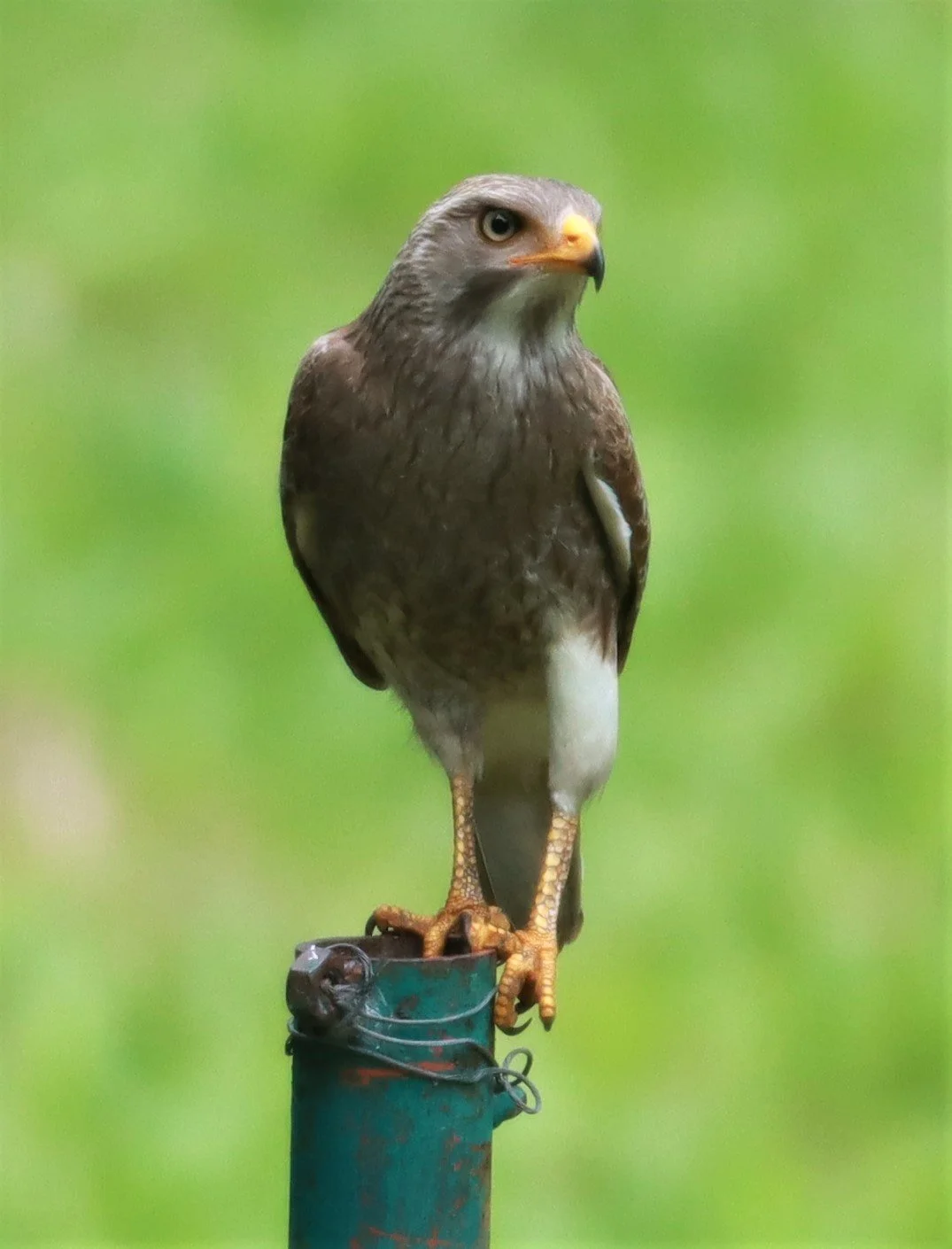 BUZZARD - RUFOUS-WINGED BUZZARD - Butastur liventer - CHONG YEN CAMPSITE MAE WONG NATIONAL PARK (20).jpg