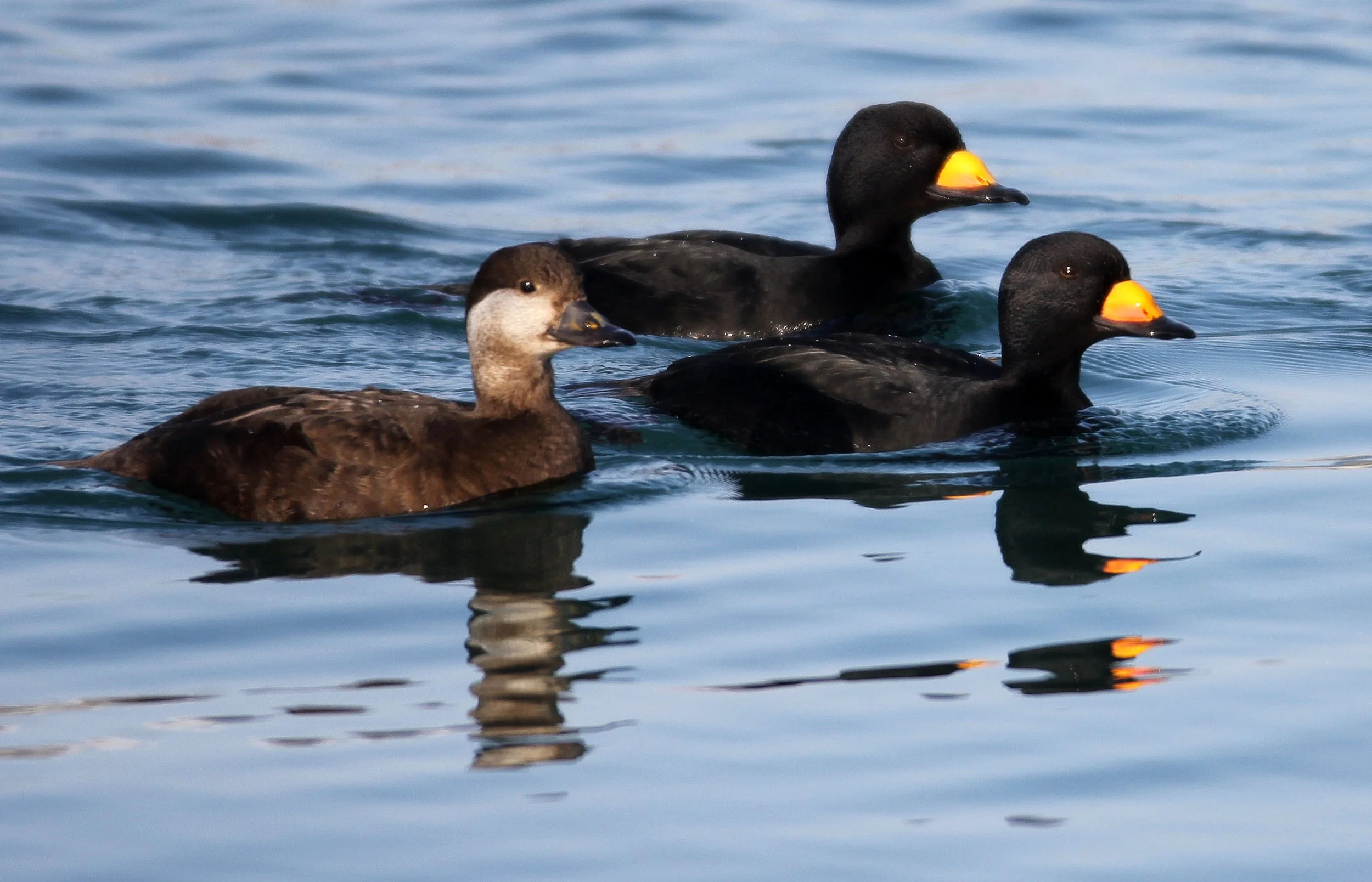 SCOTER - BLACK (AMERICAN) SCOTER - Melanitta americana - HANASAKI HARBOR, NEMURO PENINSULA, HOKKAIDO (19).JPG