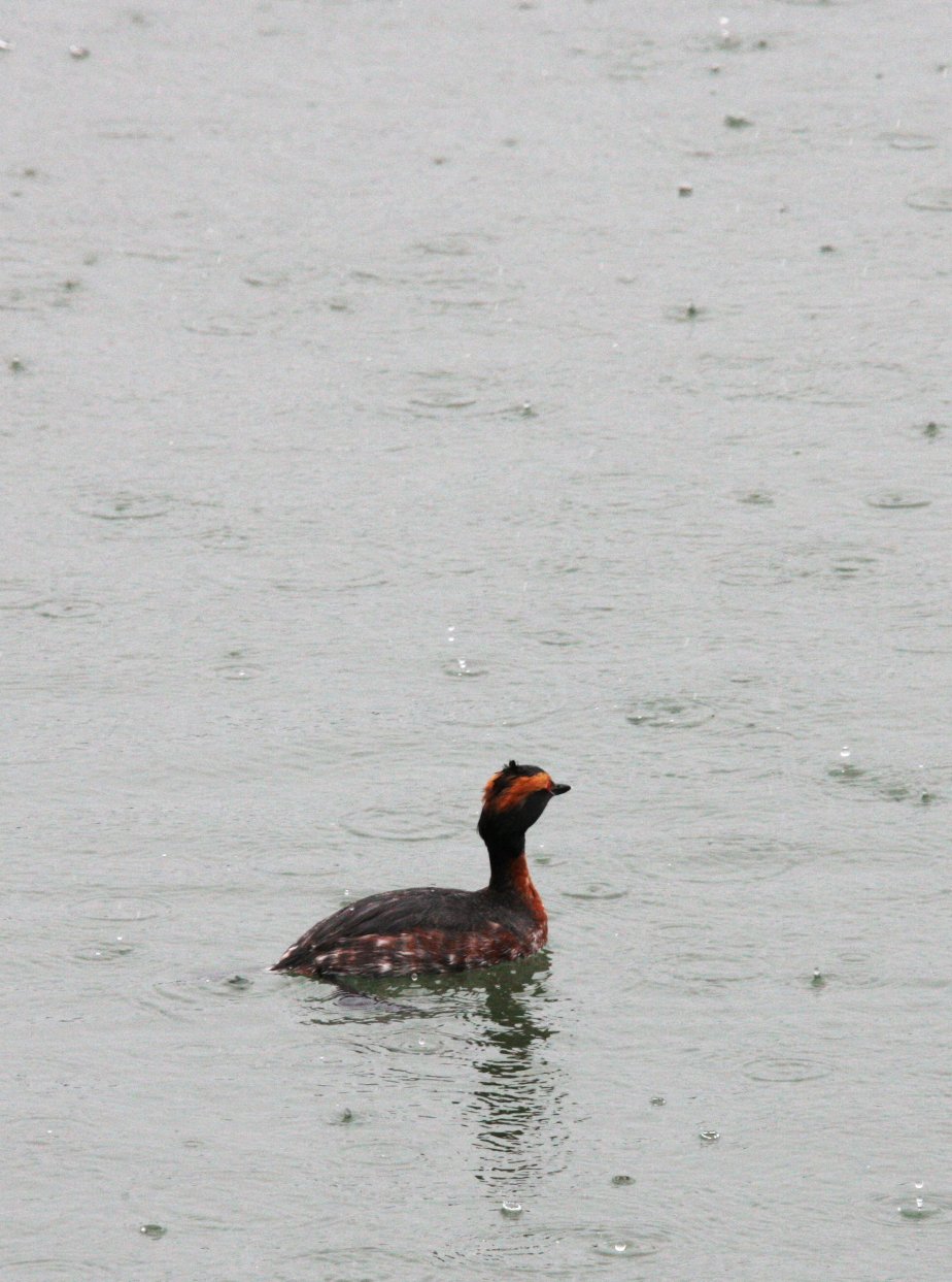 Eared Grebe (Podiceps nigricollis) Arcata Harbor California (2).JPG