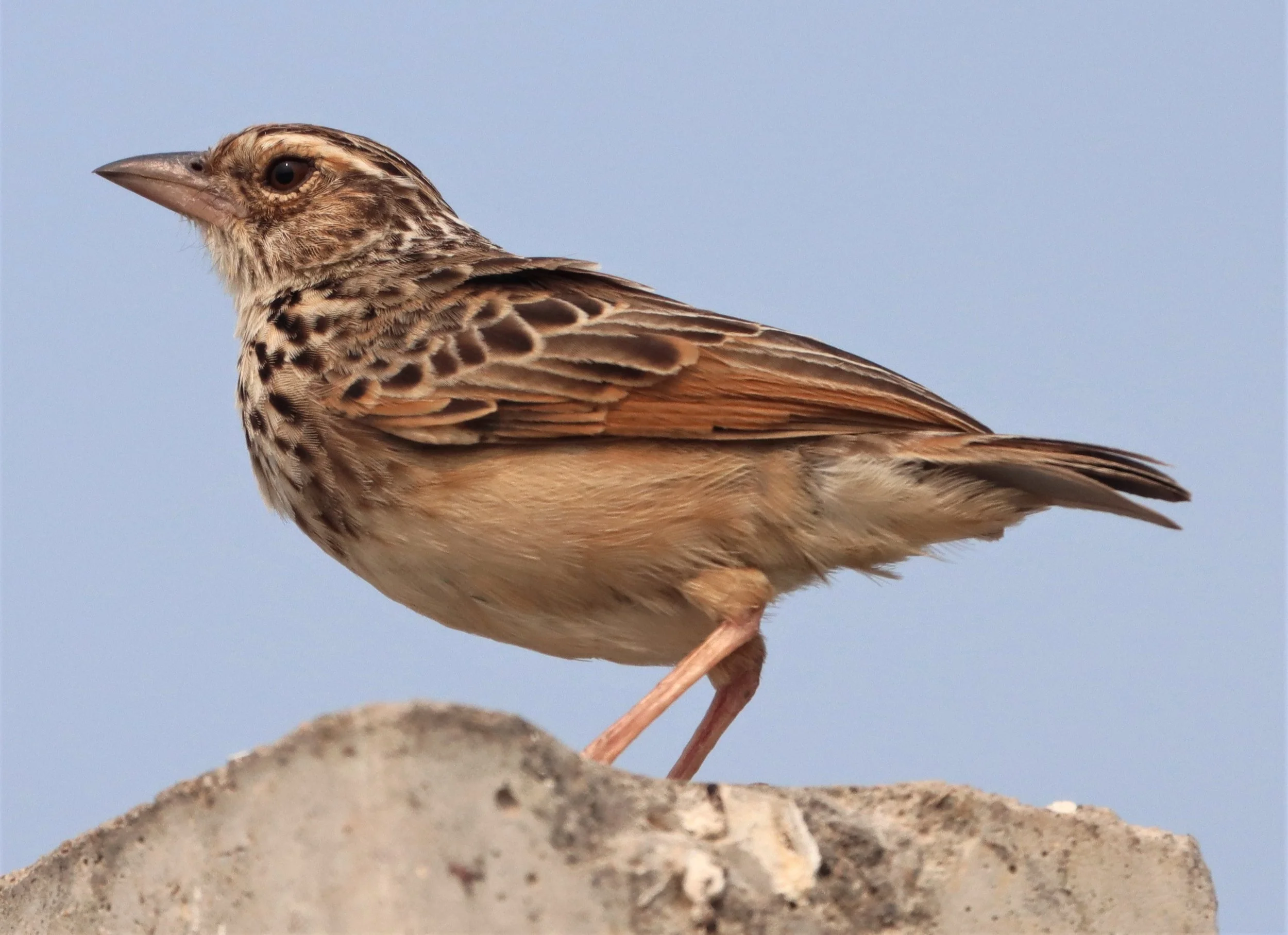 Indochinese Bushlark (Mirafra erythrocephala) Bang Khaem Wetlands Nakhon Pathom (9).jpg