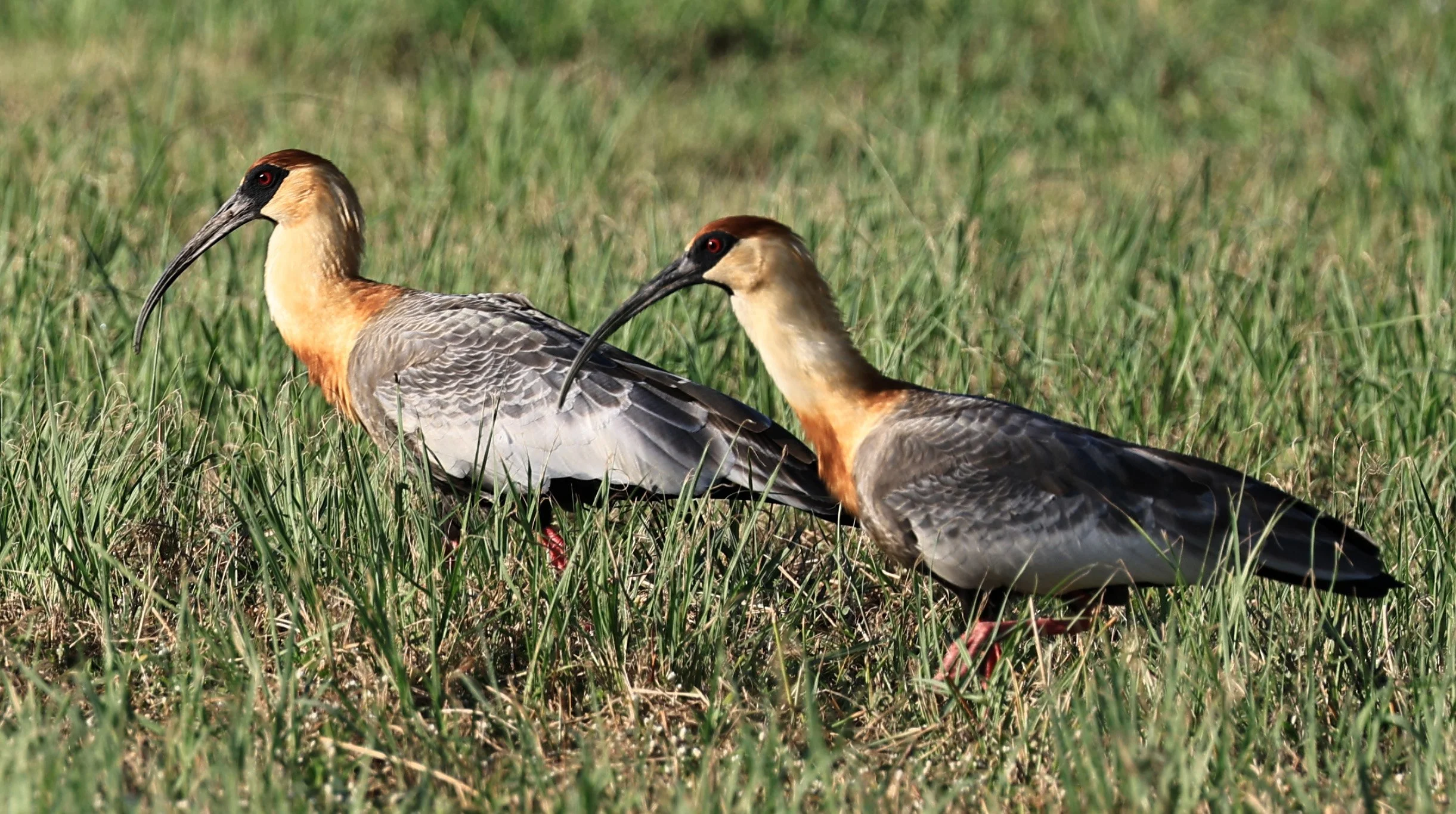 Buff-necked Ibis (Theristicus caudatus) Estancia Campo'i Paraguay (56).jpg