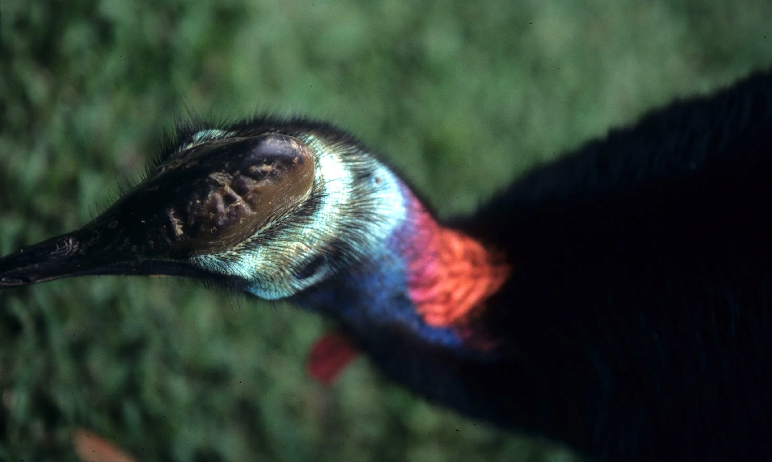 BIRD - SOUTHERN CASSOWARY - DAINTREE RAINFOREST M.jpg