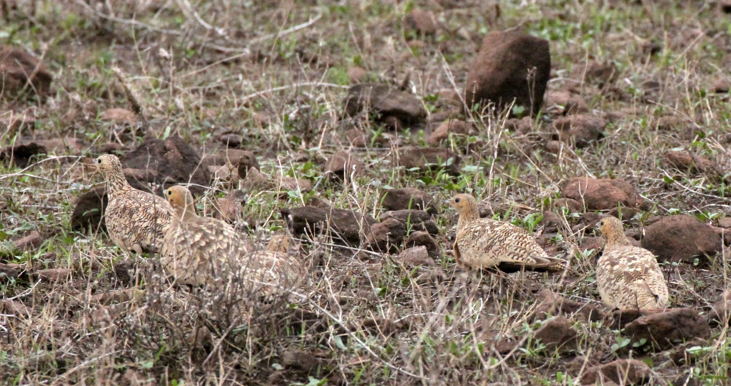 Chestnut-bellied Sandgrouse (Pterocles exustus) Ali Dege Plains Ethiopia (2).JPG