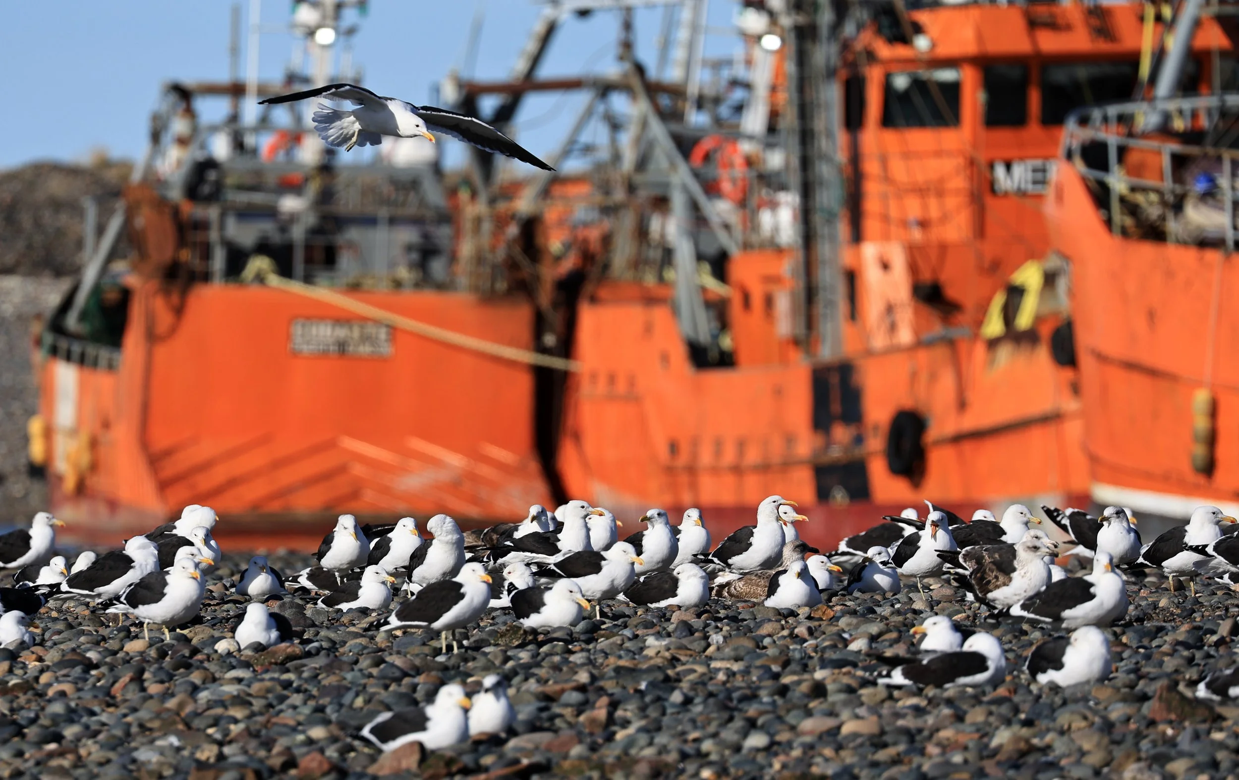 Kelp Gull (Larus dominicanus) Puerto Rawson Argentina (5).jpg