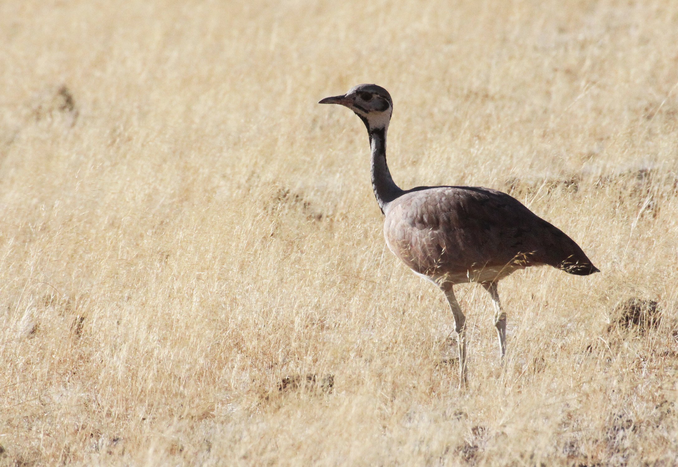 Ruppell's Korhaan (Eupodotis reupellii) Damaraland Namibia (26).JPG
