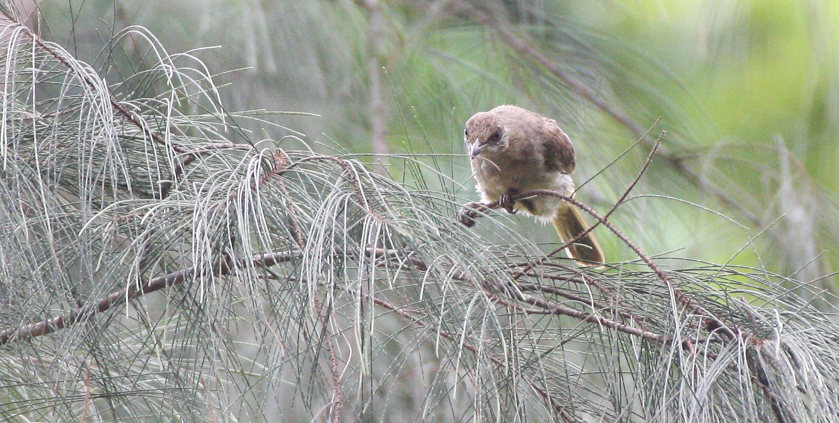 BULBUL - STREAK-EARED BULBUL - Pycnonotus blandfordi - KOH LANTA THAILAND (2).JPG