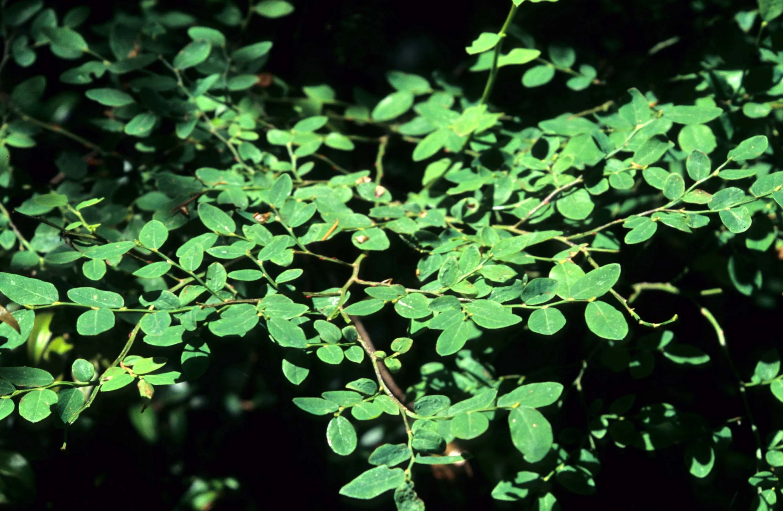 CALIFORNIA - REDWOODS NP - VACCINIUM SPECIES (2).jpg