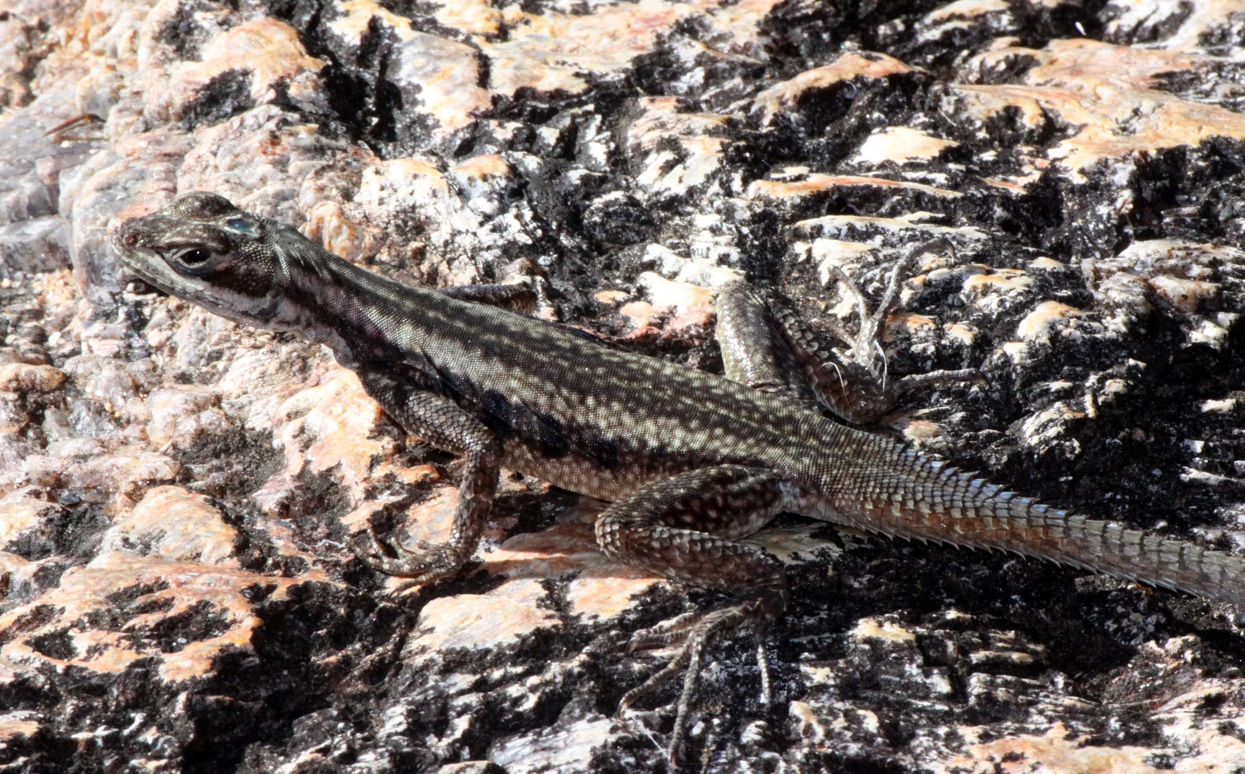 Madagascar Rock Iguana (Oplurus saxicola) Andohahela NP, Madagascar