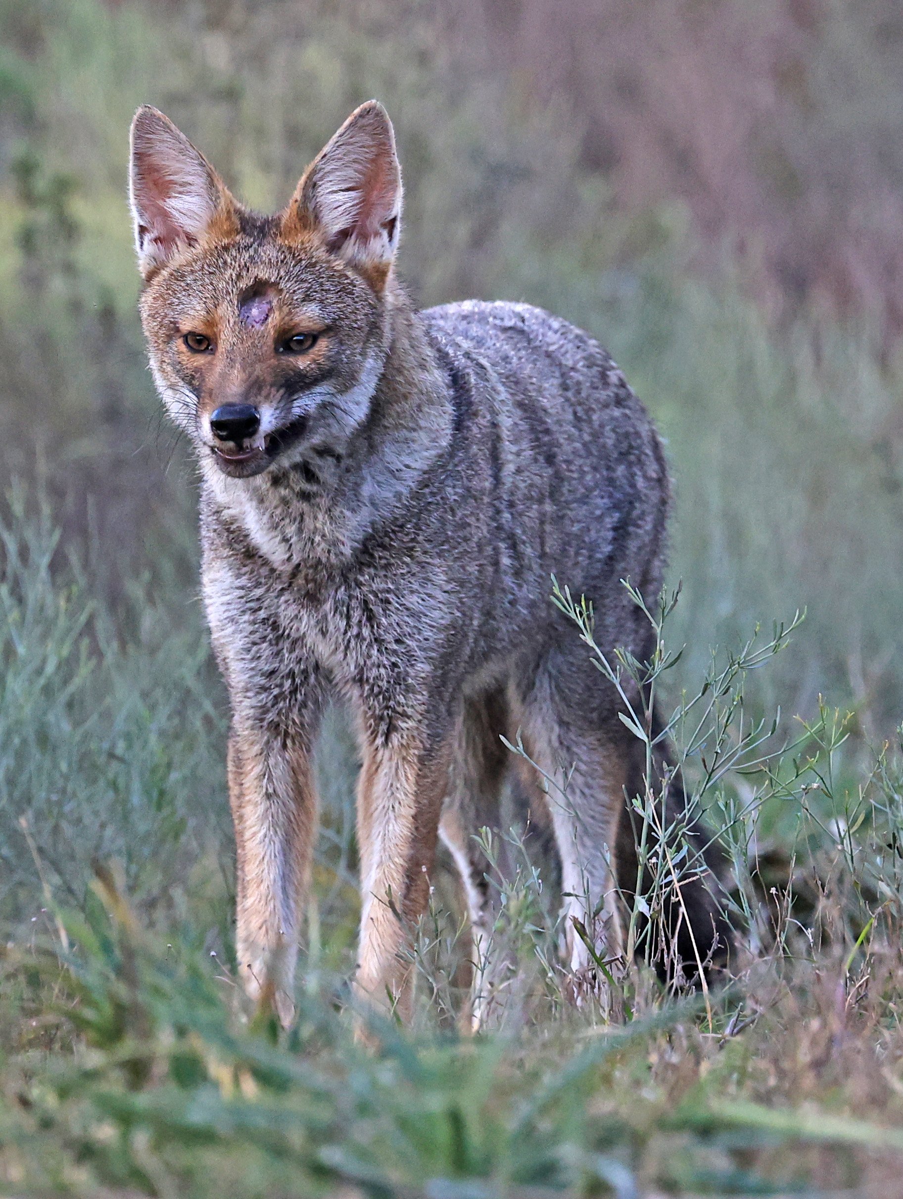 Pampas Fox (Lycalopex gymnocercus) El Palmar National Park, Entre Rios, Argentina (59).jpg