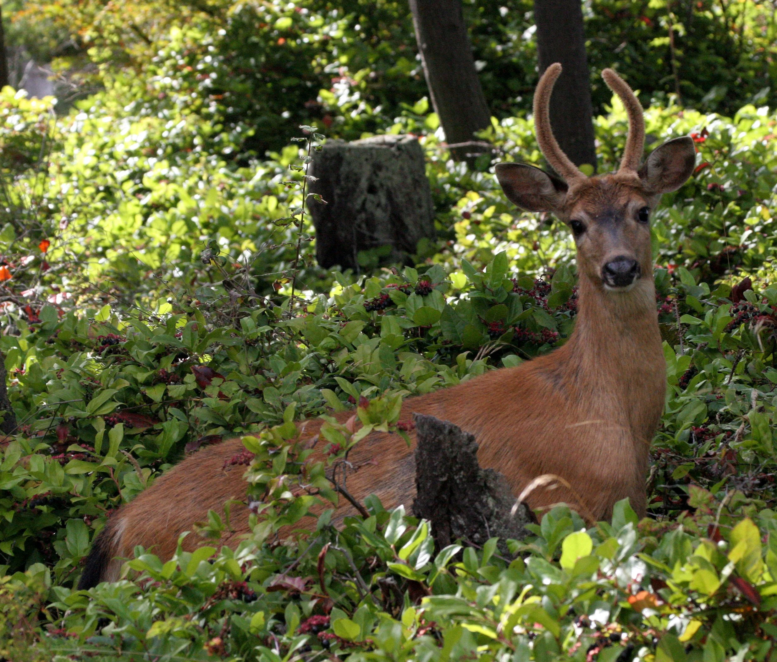 CERVID - DEER - COLUMBIA BLACK-TAILED DEER - LAKEFARM WASHINGTON (6).JPG