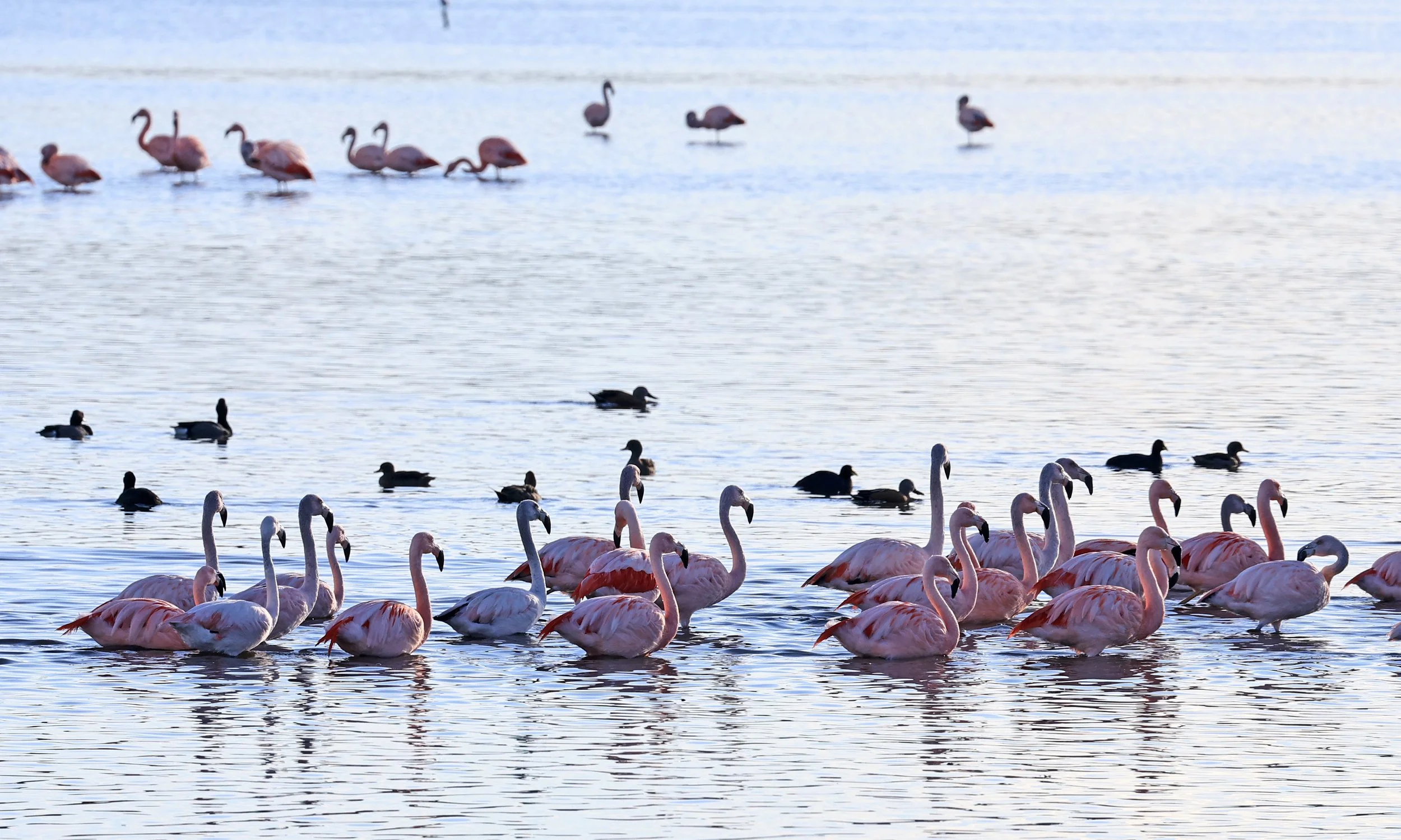 Chilean Flamingo (Phoenicopterus chilensis) Lagunas del Ornitólogo, Trelew Argentina (25).jpg