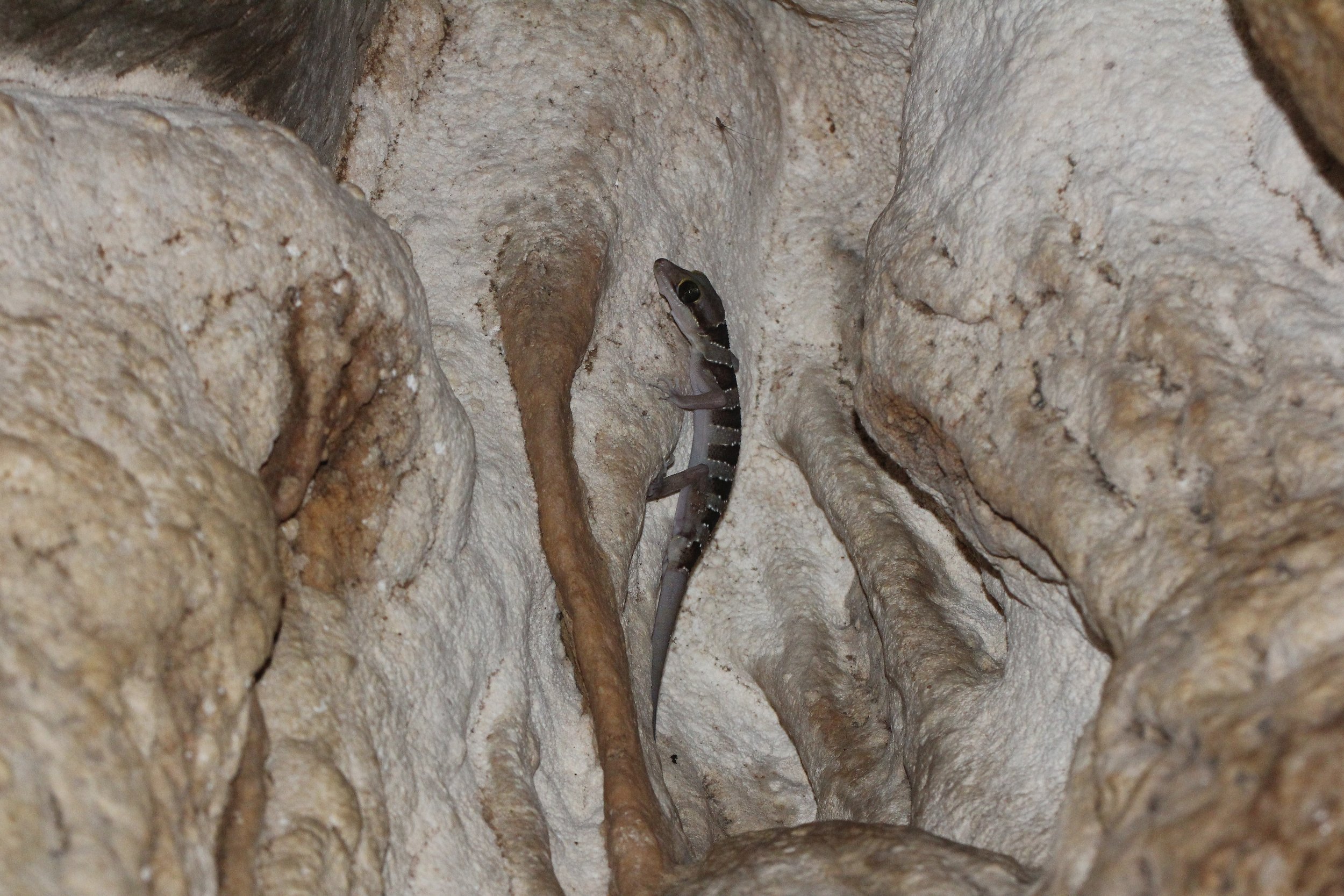 Lekagul's Bent-toed Gecko (Cyrtodactylus lekaguli) Koh Lanta, Thailand