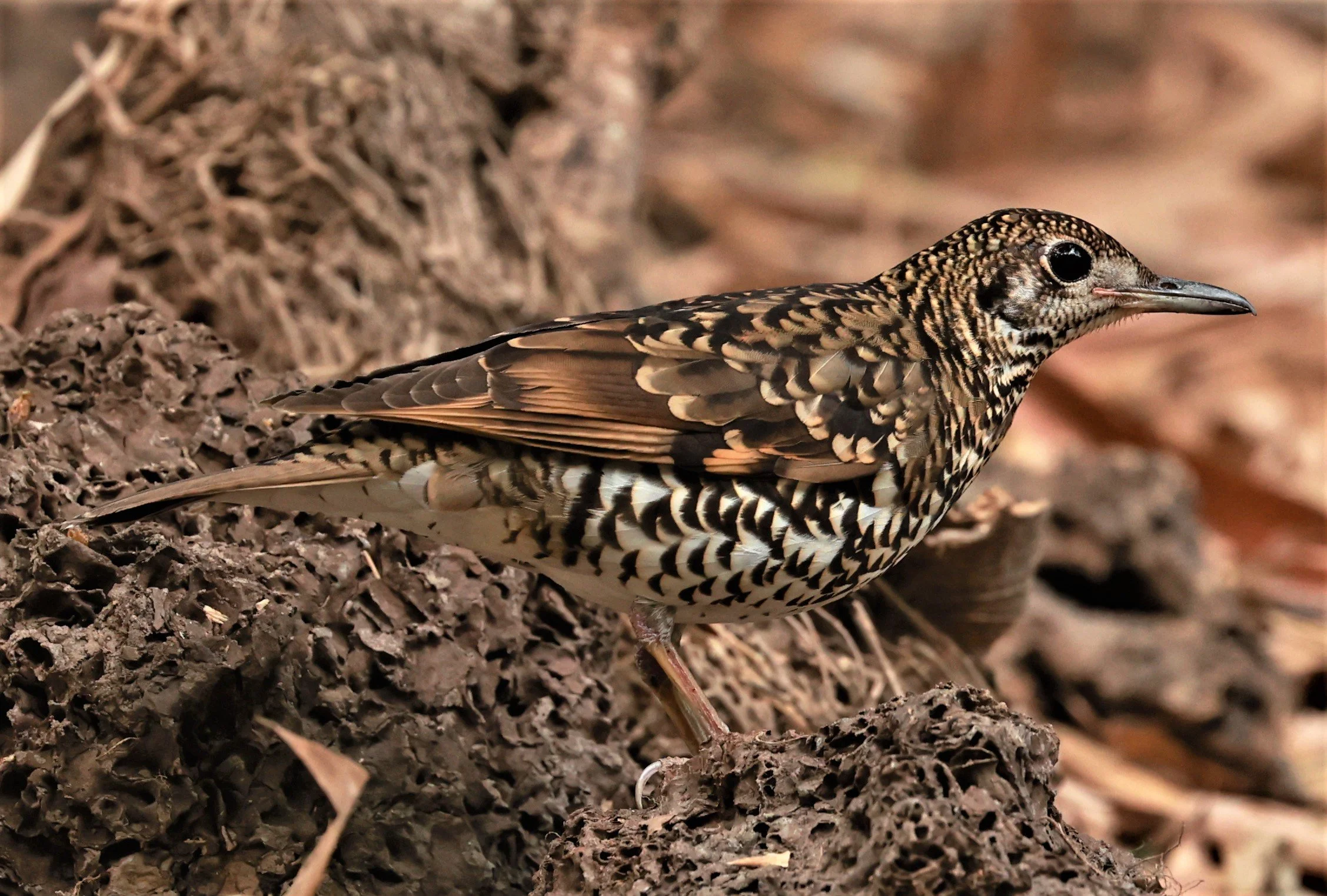 White's Thrush (Zoothera aurea) Putthamonthon Park Nakhon Pathom Thailand (34).jpg