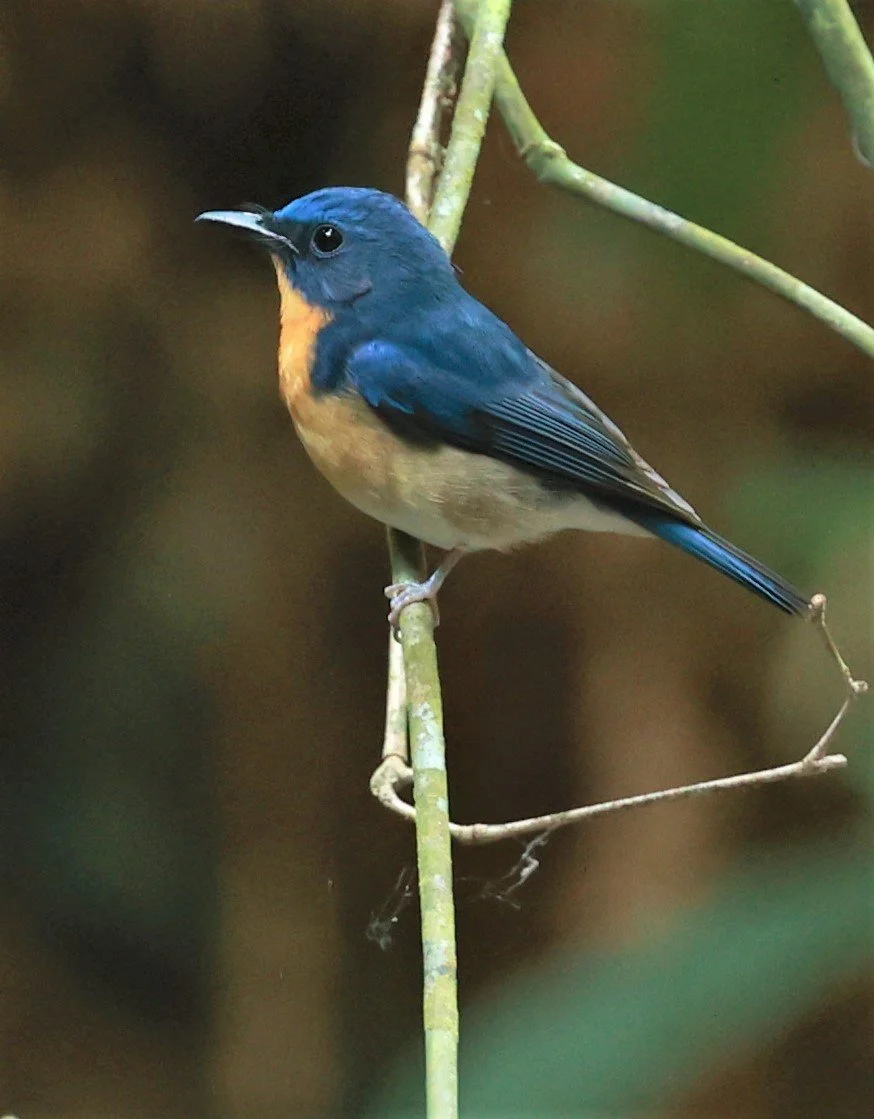 FLYCATCHER - LARGE BLUE FLYCATCHER - Cyornis magnirostris - Si Phang Nga National Park, Thailand Feb 18-19, 2023 (73).jpg