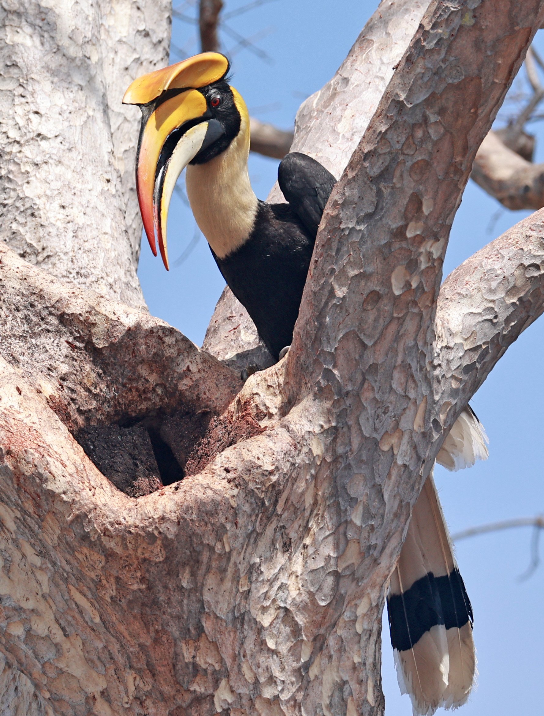 Great hornbill (Buceros bicornis) Pak Chong Mu Si Municipality Feb 2026 (74).jpg
