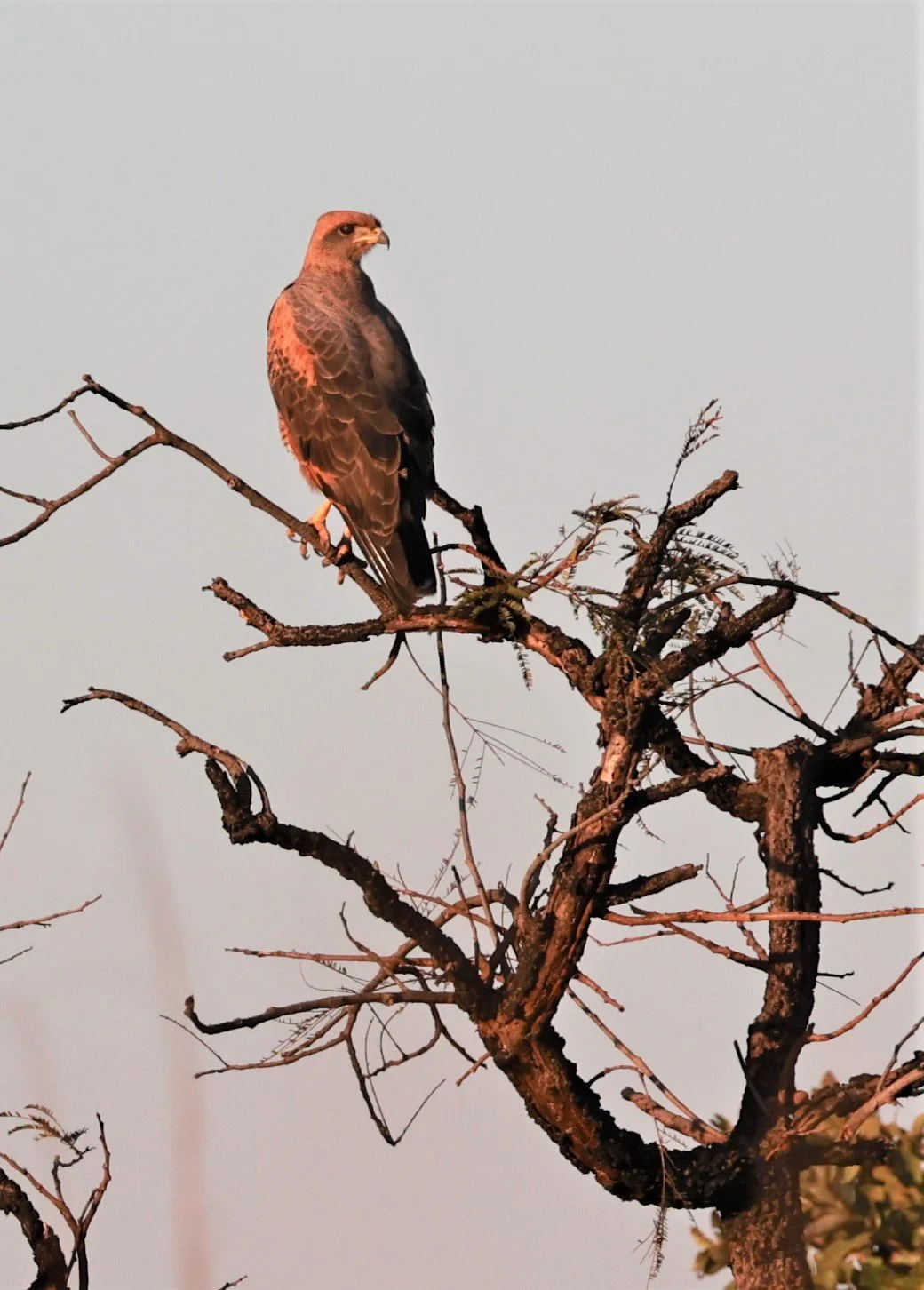 Hawk - Savanna Hawk - Buteogallus meridionalis - Emas National Park, Goias Brazil (1).jpg