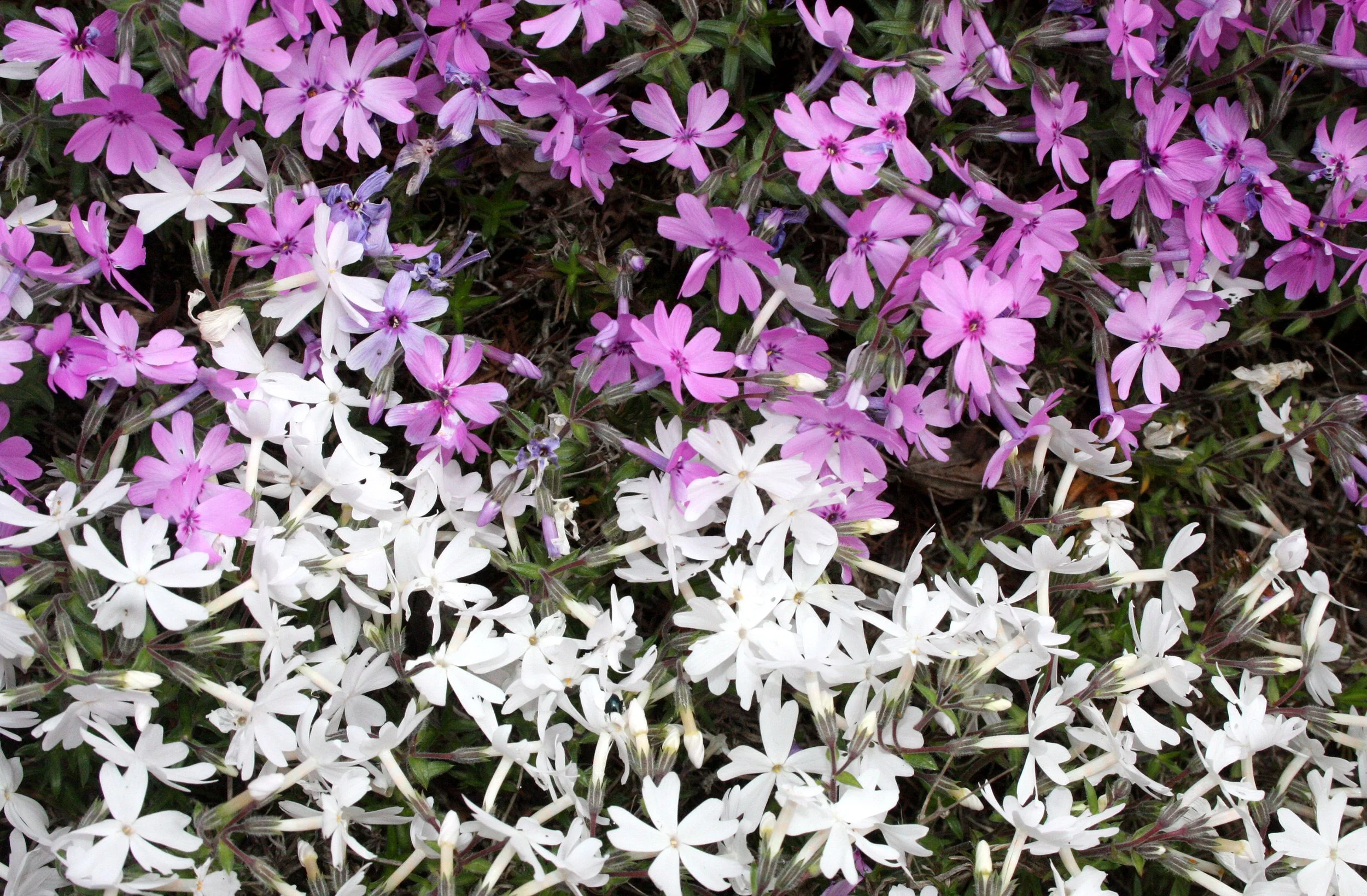 PLANT SPECIES - SHIMOKITA PENINSULA JAPAN (7).JPG