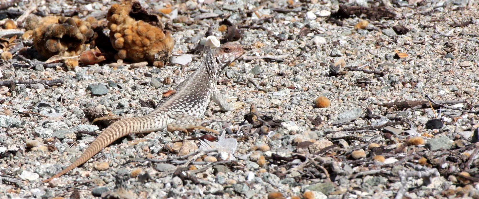 Dipsosaurus catalinensis - CATALINA ISLAND DESERT IGUANA - ISLA SANTA CATALINA BAJA MEXICO  (4).JPG