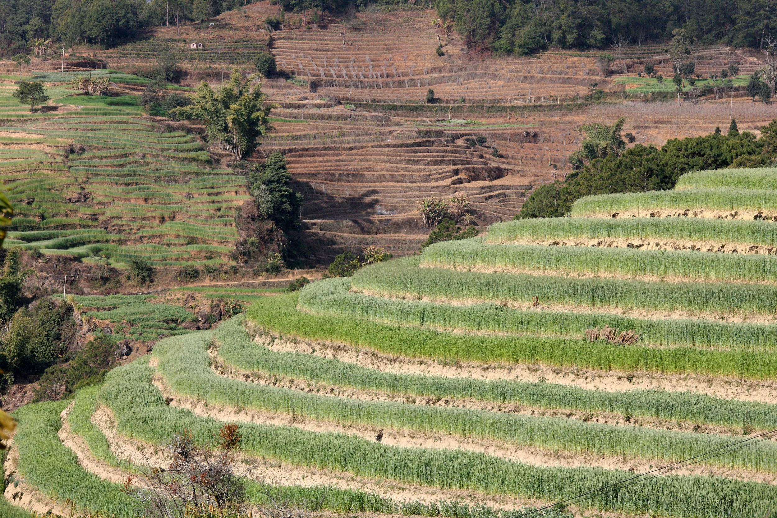 YUNNAN - WULIANGSHAN NATURE RESERVE AND SURROUNDING REGION (21).JPG