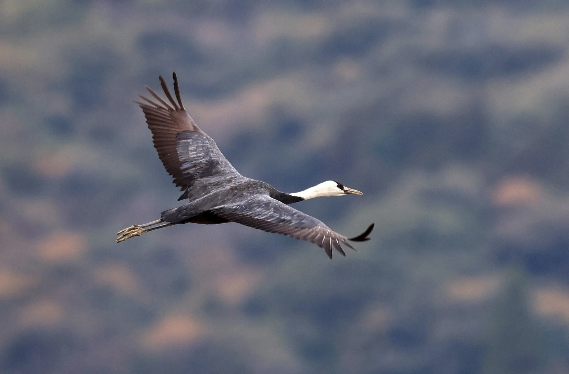 Hooded Crane (Grus monacha) Izumi Crane Park & Center, Izumi Kagoshima Kyushu Japan (189).jpg
