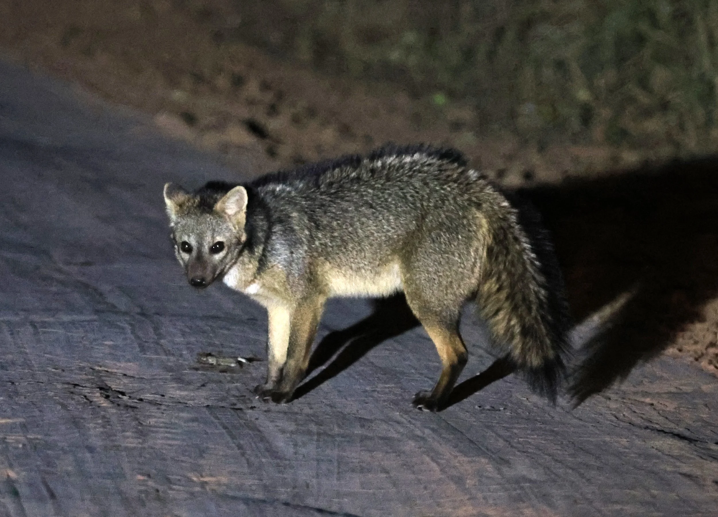 Crab-eating Fox (Cerdocyon thous) Agua Dulce Paraguay (10).jpg