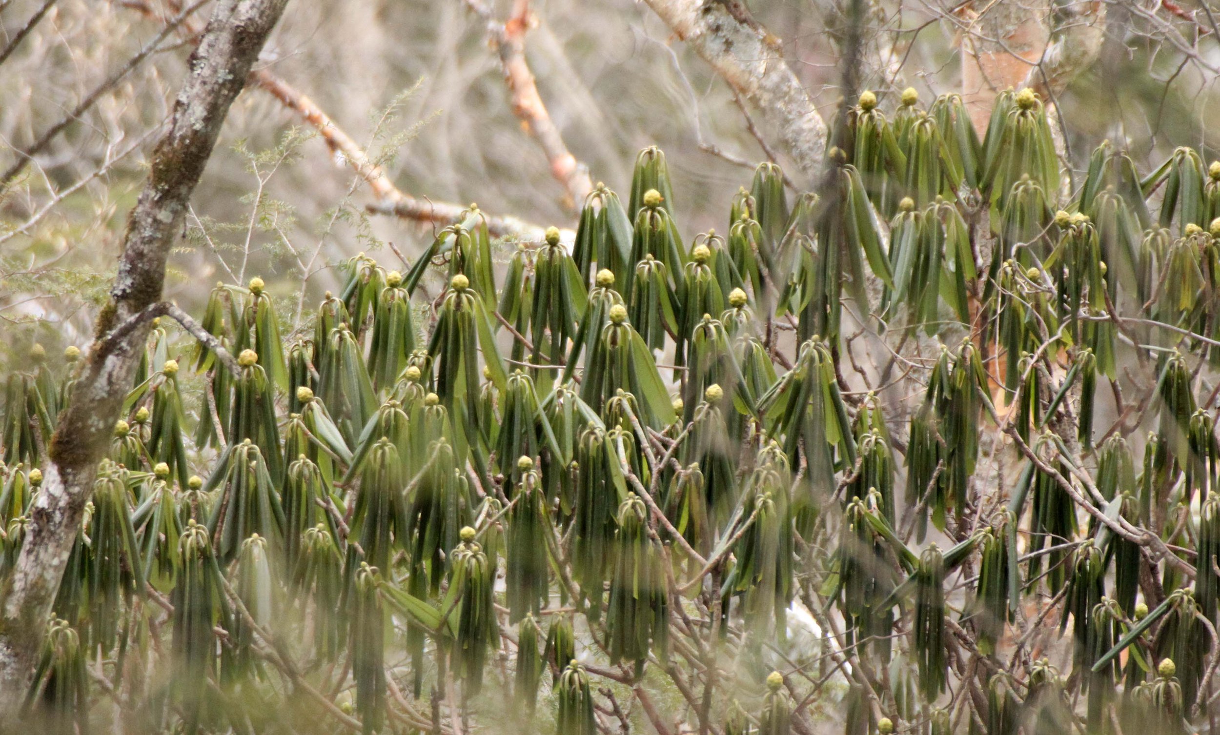 FOPING NATURE RESERVE - SHAANXI PROVINCE CHINA (138).JPG