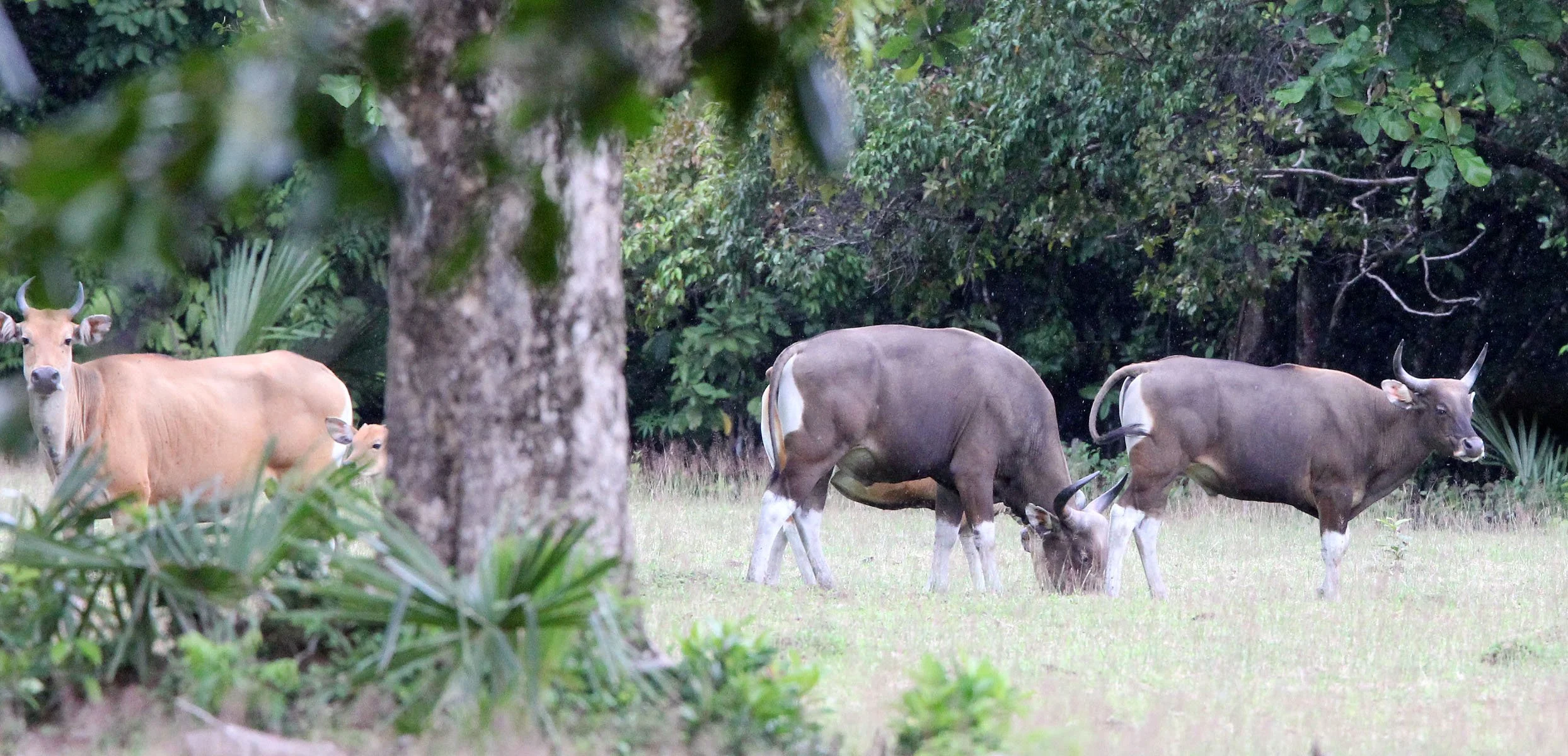 BANTENG - JAVA BANTENG - Bos javanicus javanicus - UJUNG KULON NATIONAL PARK JAVA BARAT INDONESIA (18).JPG