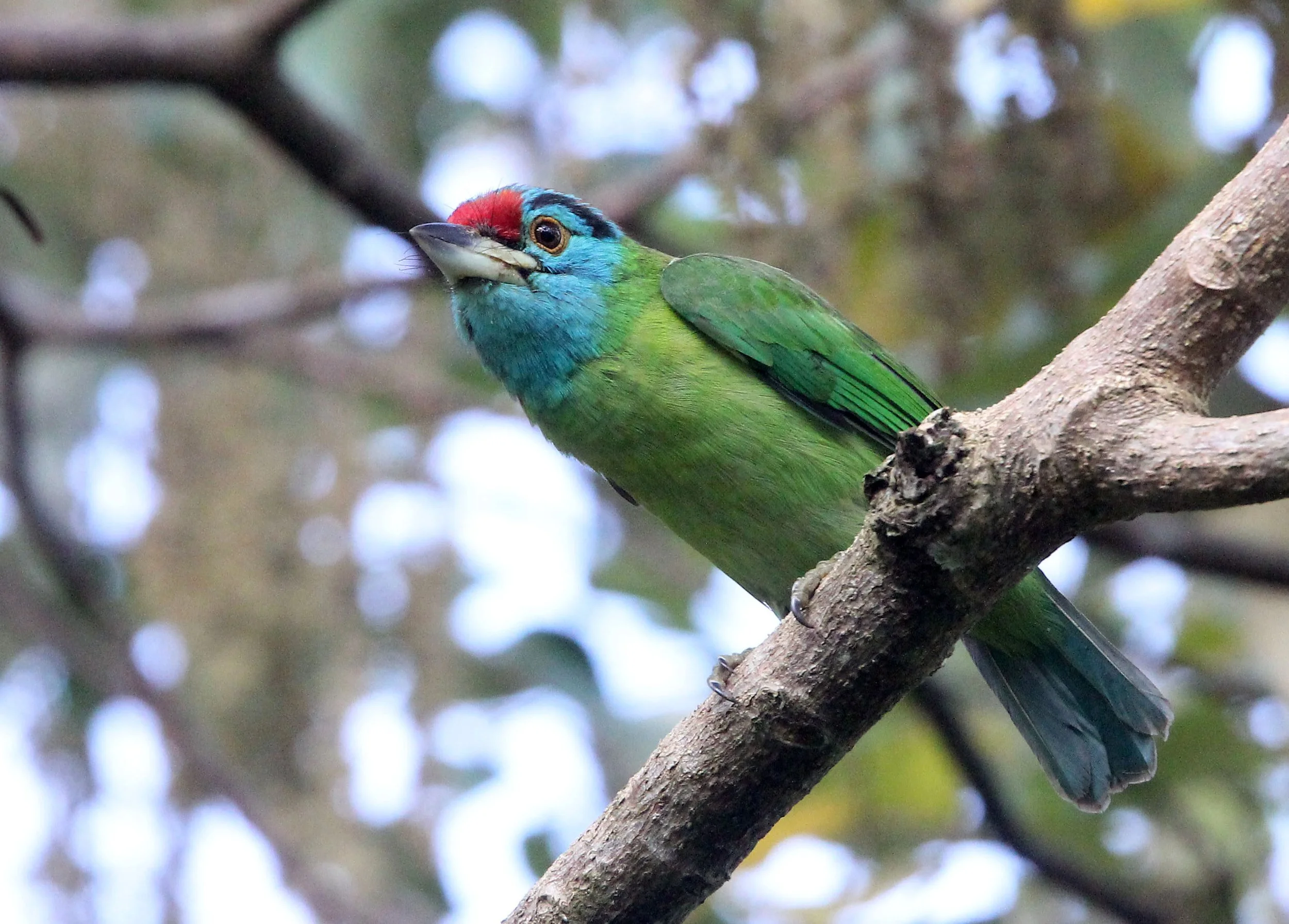 BARBET - BLUE-THROATED BARBET - Megalaima asiatica - KAENG KRACHAN - ESS TRIP 2018 JAN (43).JPG