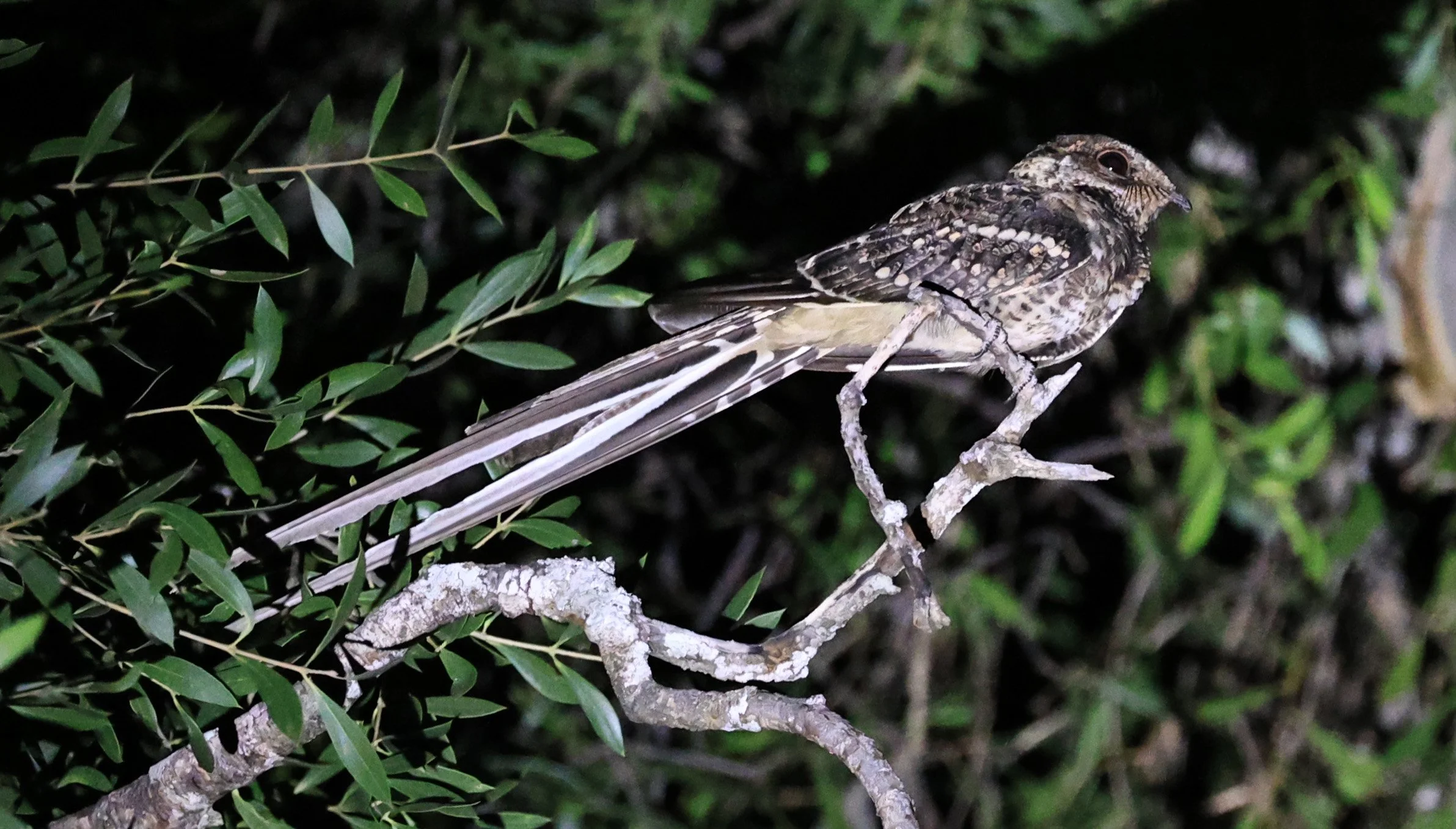 Scissor-tailed Nightjar (Hydropsalis torquata) Agua Dulce Paraguay (2).jpg
