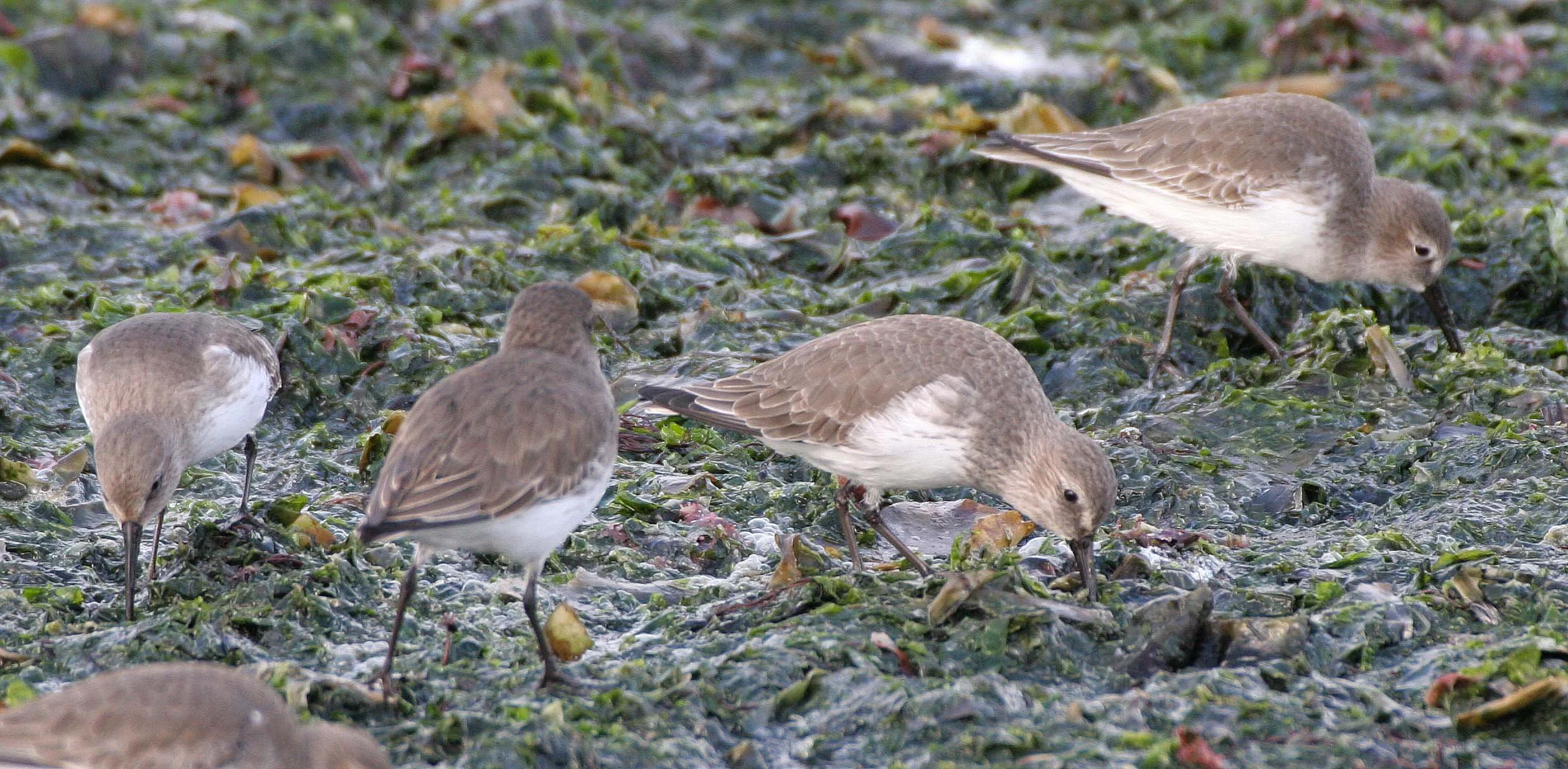 BIRD - DUNLINS - THREE CRABS (16).jpg