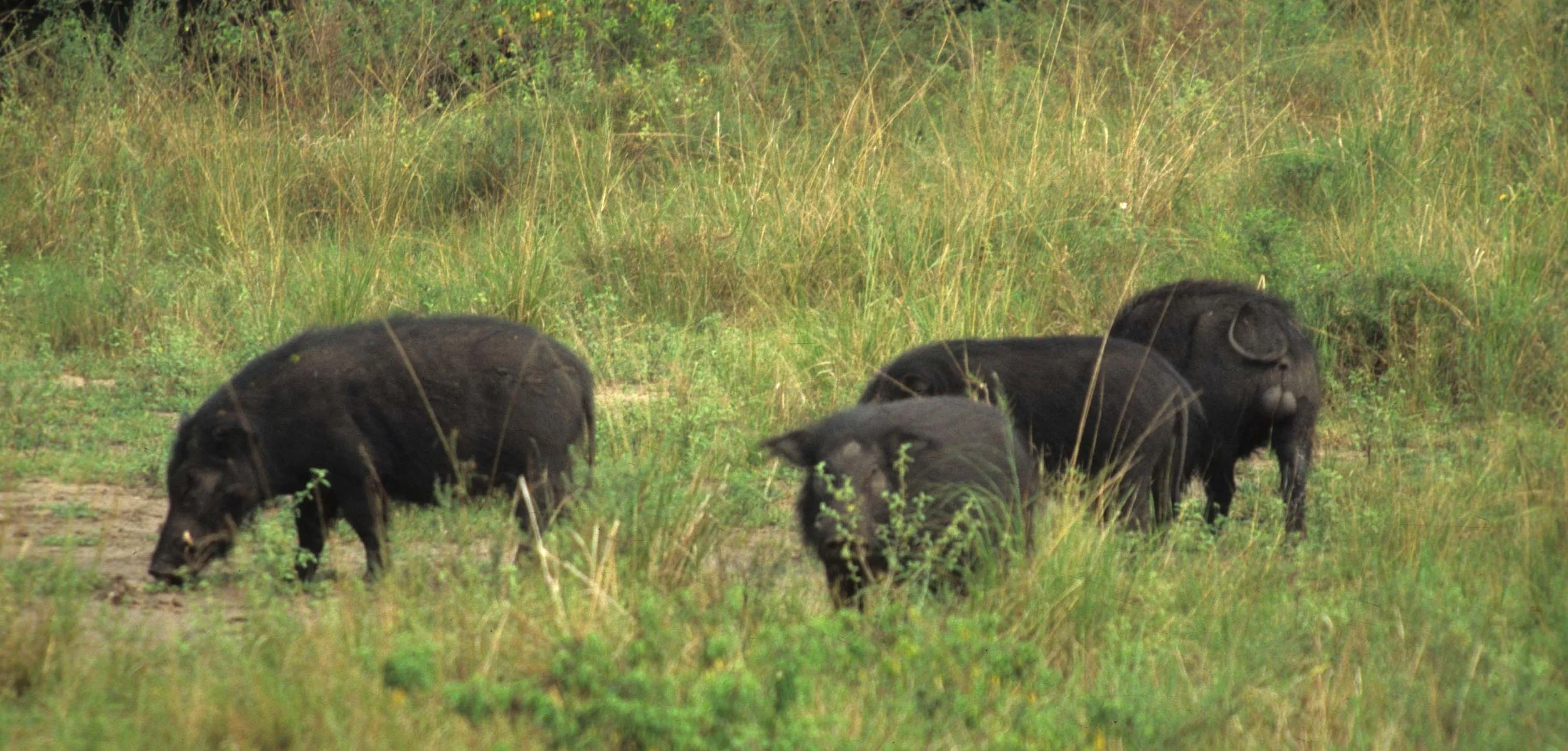 SUIDAE - FOREST HOG - QE PARK UGANDA (4).jpg